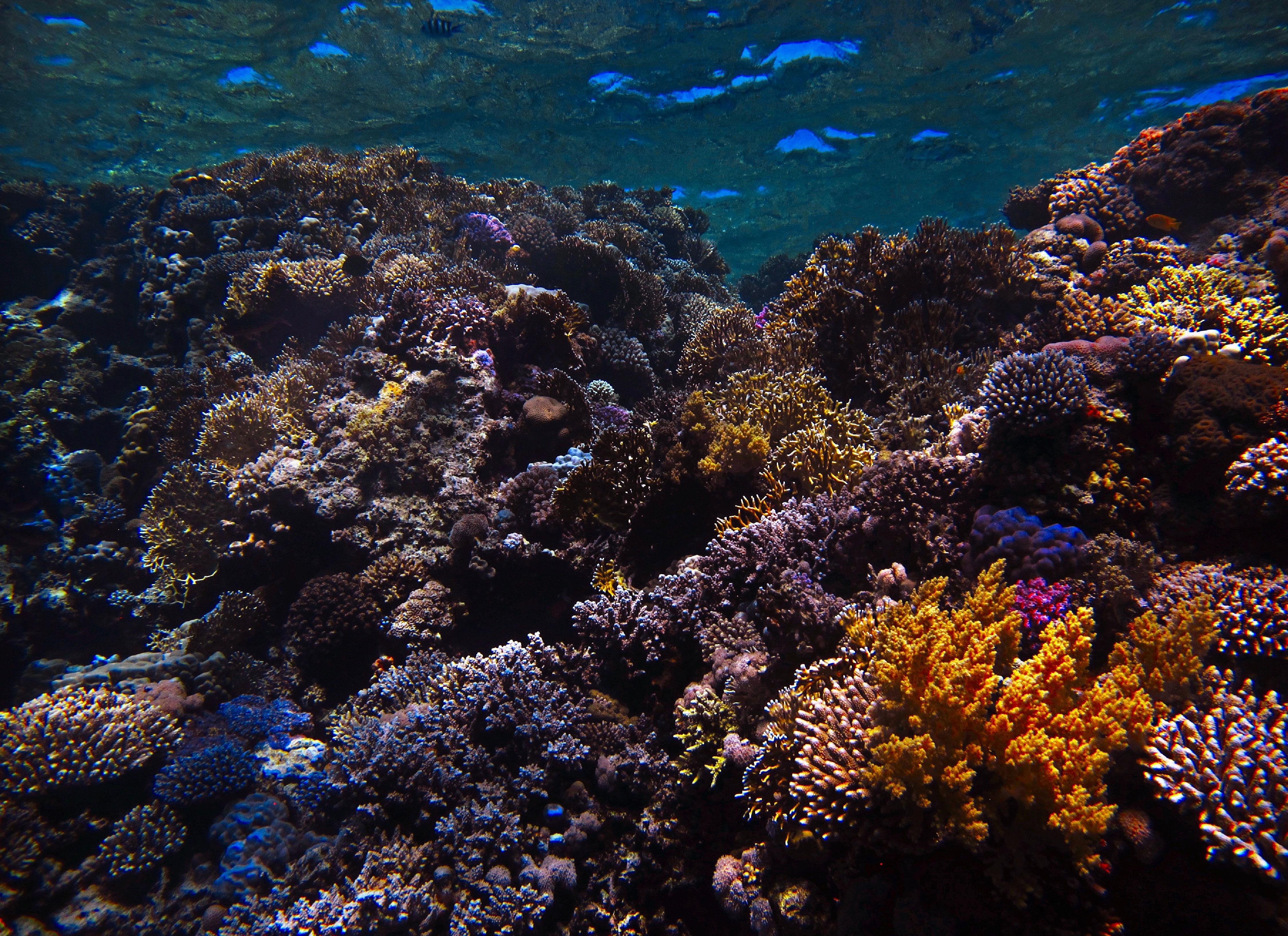 119677 télécharger le fond d'écran coraux, récif, nature, eau, monde sous marin, nautique, maritime - économiseurs d'écran et images gratuitement