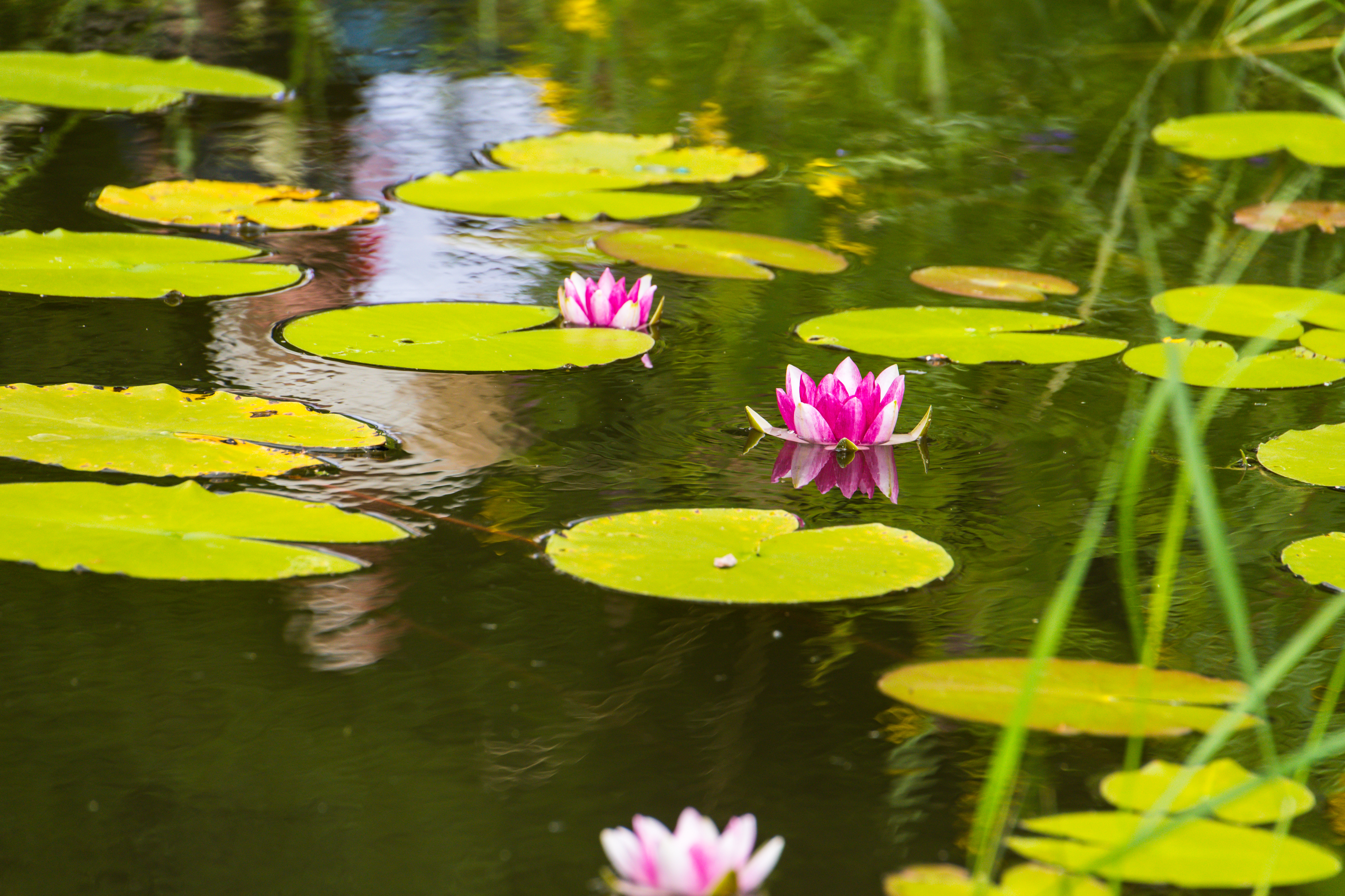 Free download wallpaper Flowers, Water, Lotus, Basin, Leaves on your PC desktop
