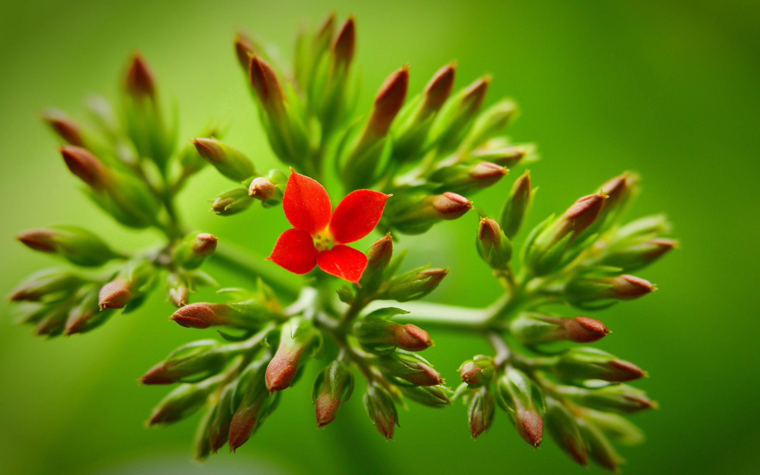 macro, flower, stalk, plant, stem Smartphone Background