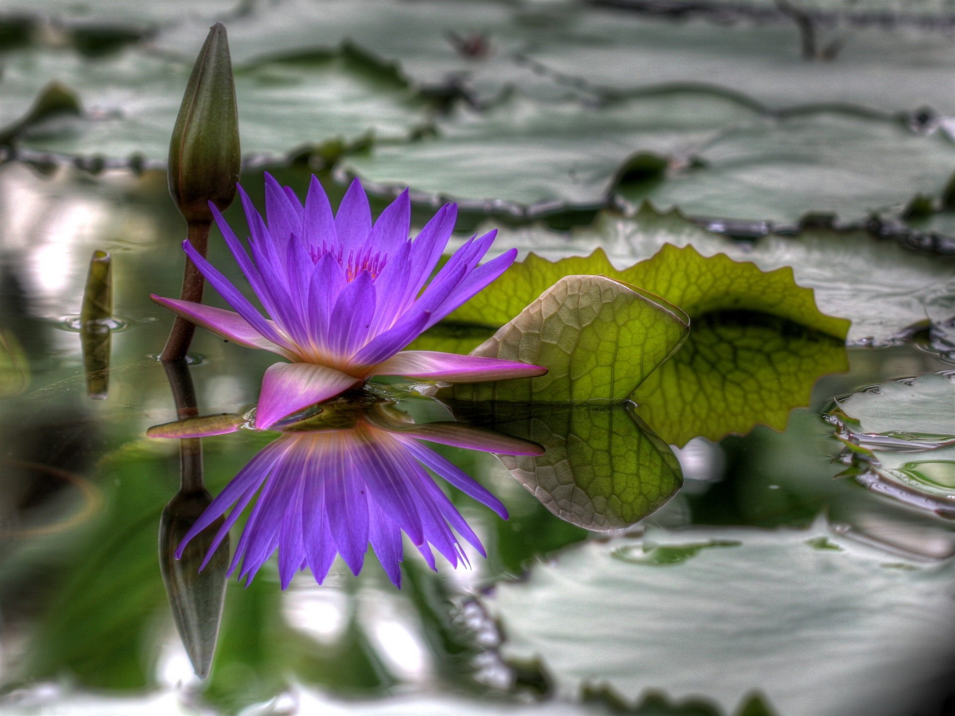 Download mobile wallpaper Dissolved, Bud, Loose, Water, Leaves, Flowers, Water Lily for free.