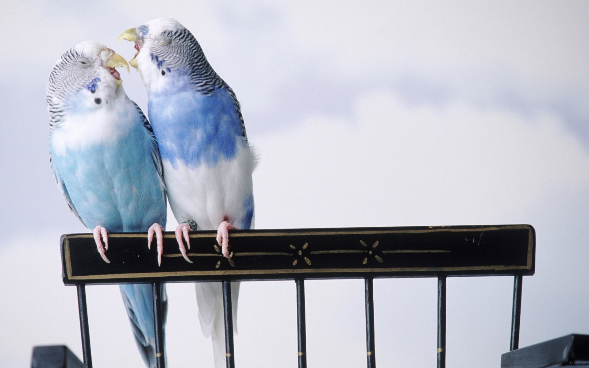 Baixar papel de parede para celular de Animais, Papagaios, Aves gratuito.