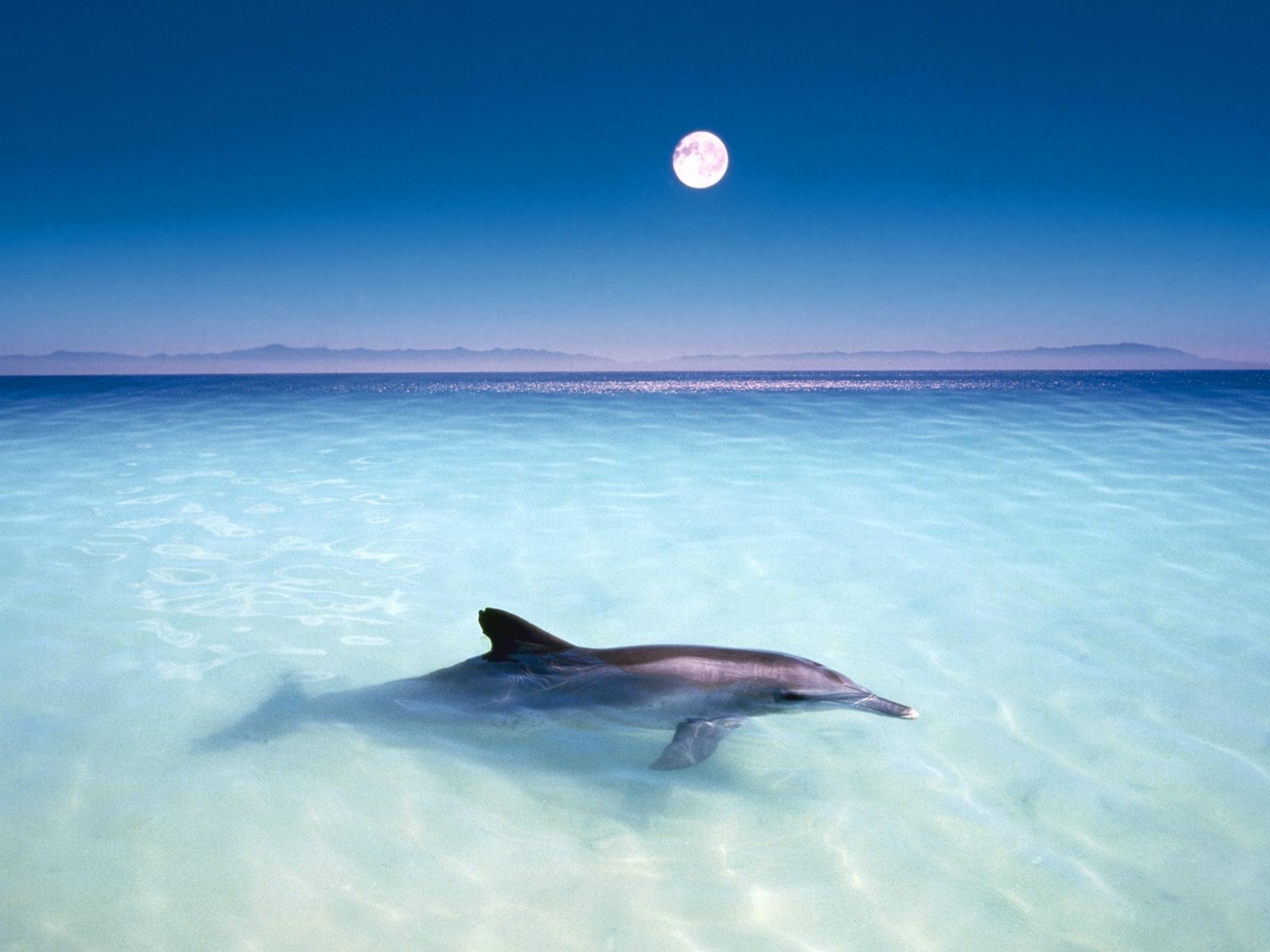 3784 télécharger le fond d'écran dauphins, poissons, animaux, eau, mer, bleu - économiseurs d'écran et images gratuitement