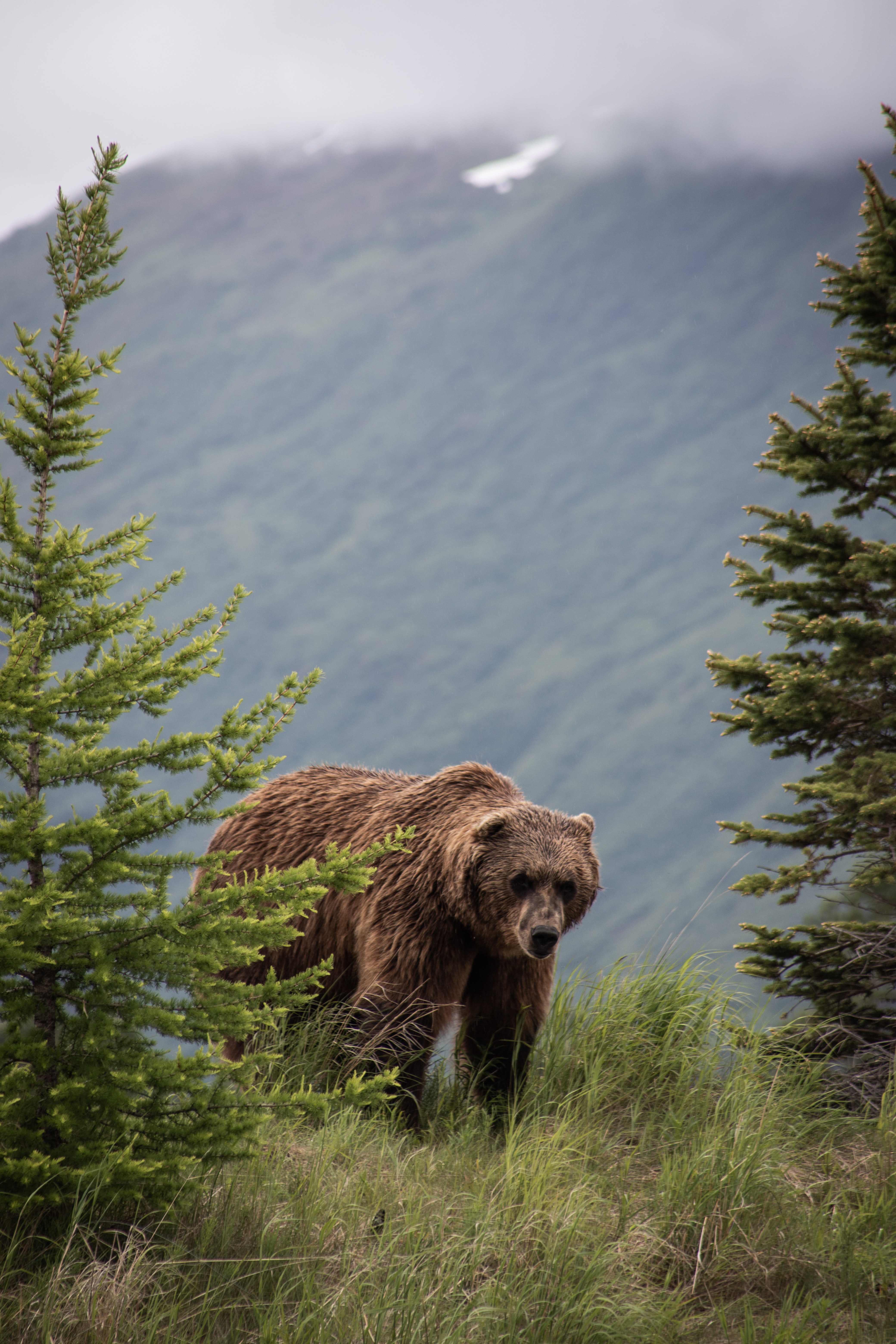 Download mobile wallpaper Brown Bear, Animals, Grass, Predator, Trees, Bears for free.