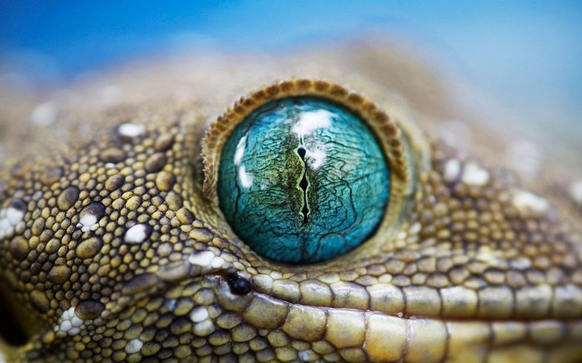 animal, eye, gecko Smartphone Background