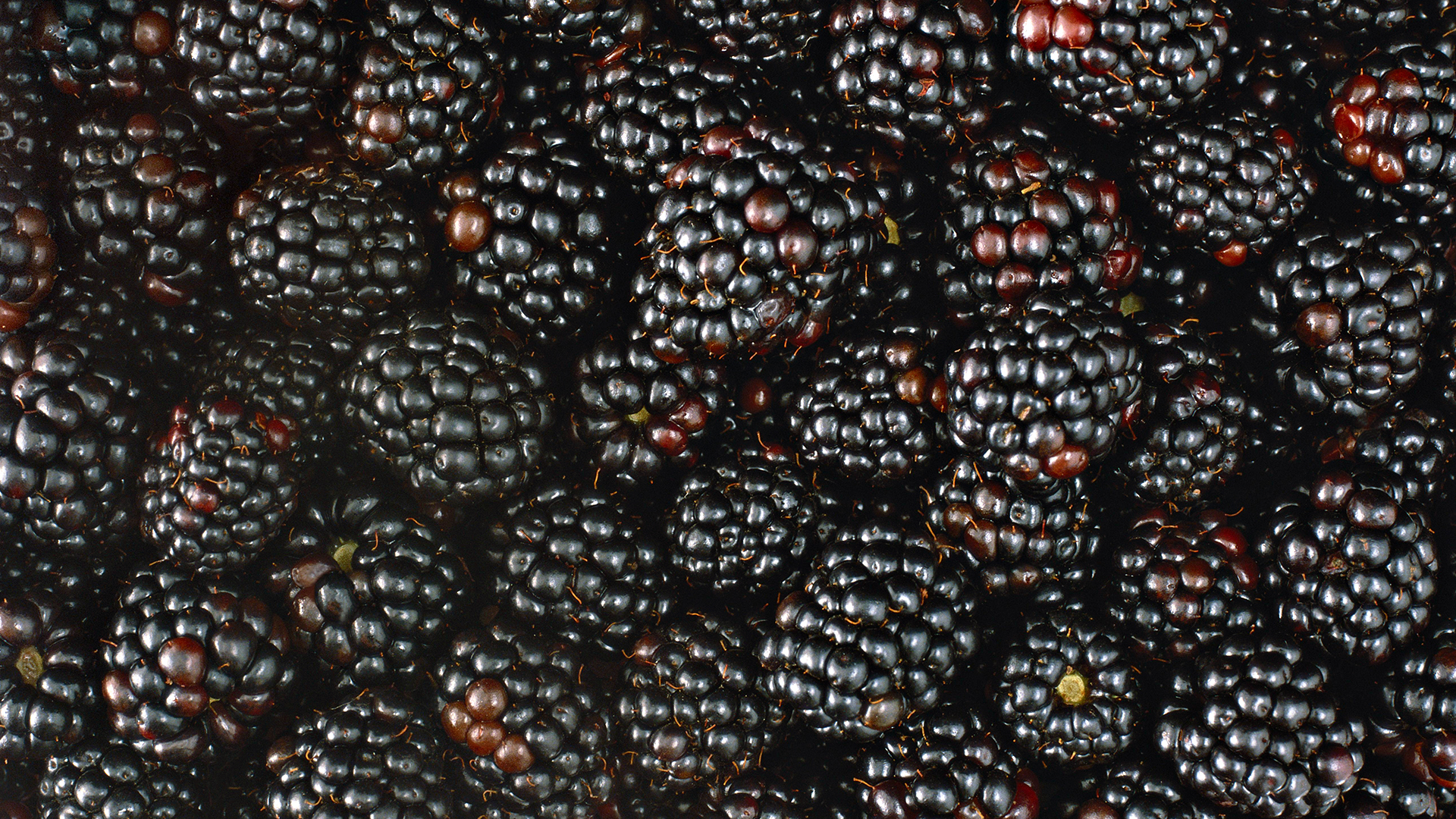 wallpapers food, blackberry