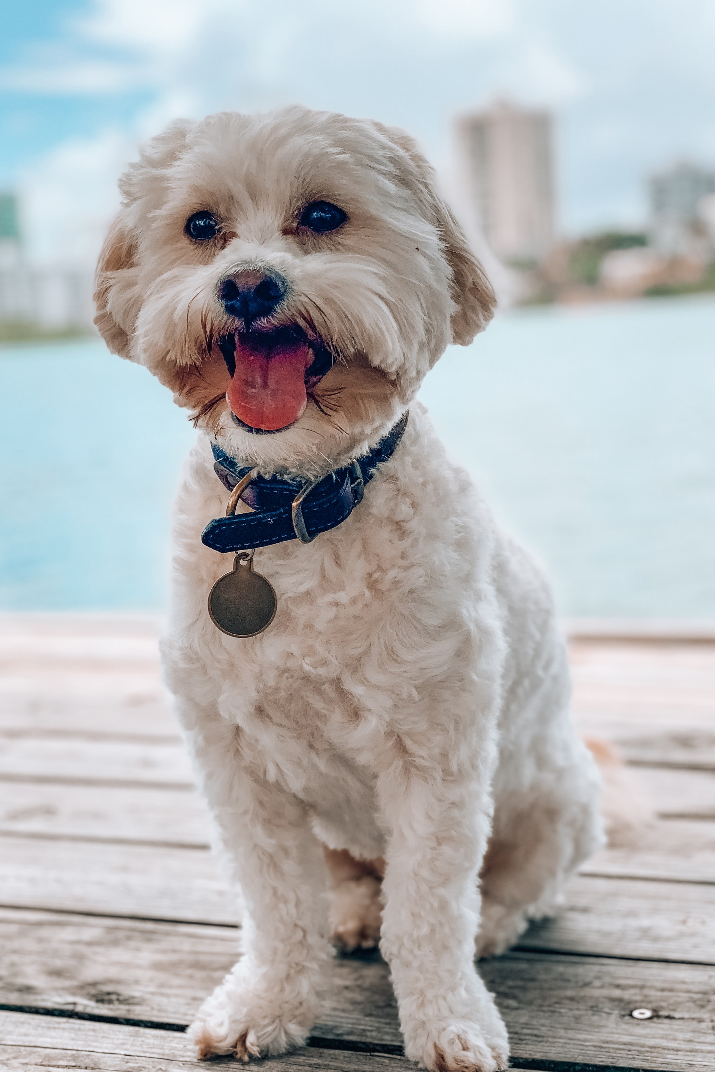 Handy-Wallpaper Hund, Hervorstehende Zunge, Zunge Herausgeklemmt, An Den Dorn, Haustier, Tiere, Schiff kostenlos herunterladen.