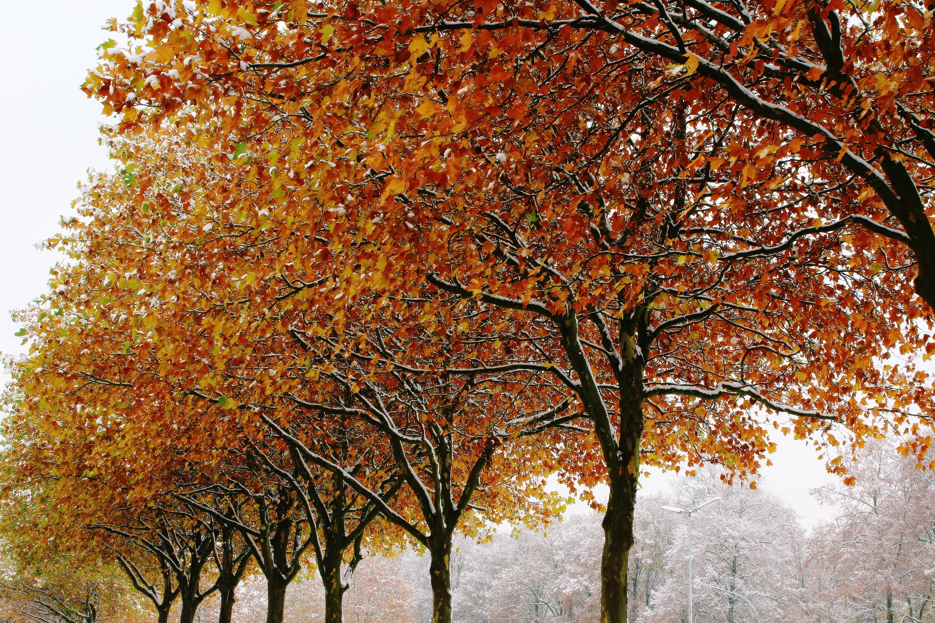 Baixar papel de parede para celular de Inverno, Árvores, Natureza, Folhagem, Outono gratuito.