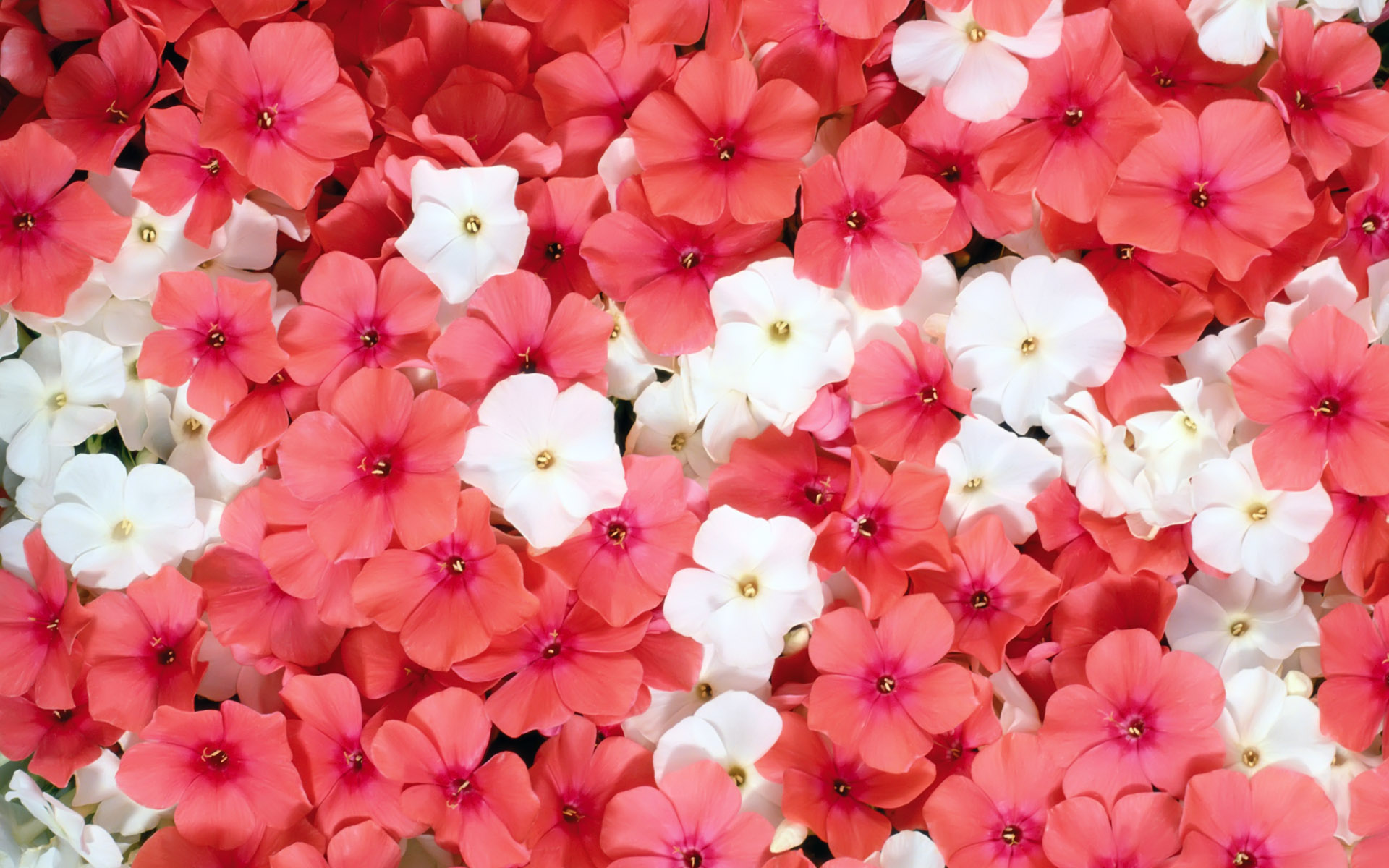 385096 завантажити шпалери біла квітка, земля, флокси, впритул, квітка, рожева квітка, флауерзи - заставки і картинки безкоштовно