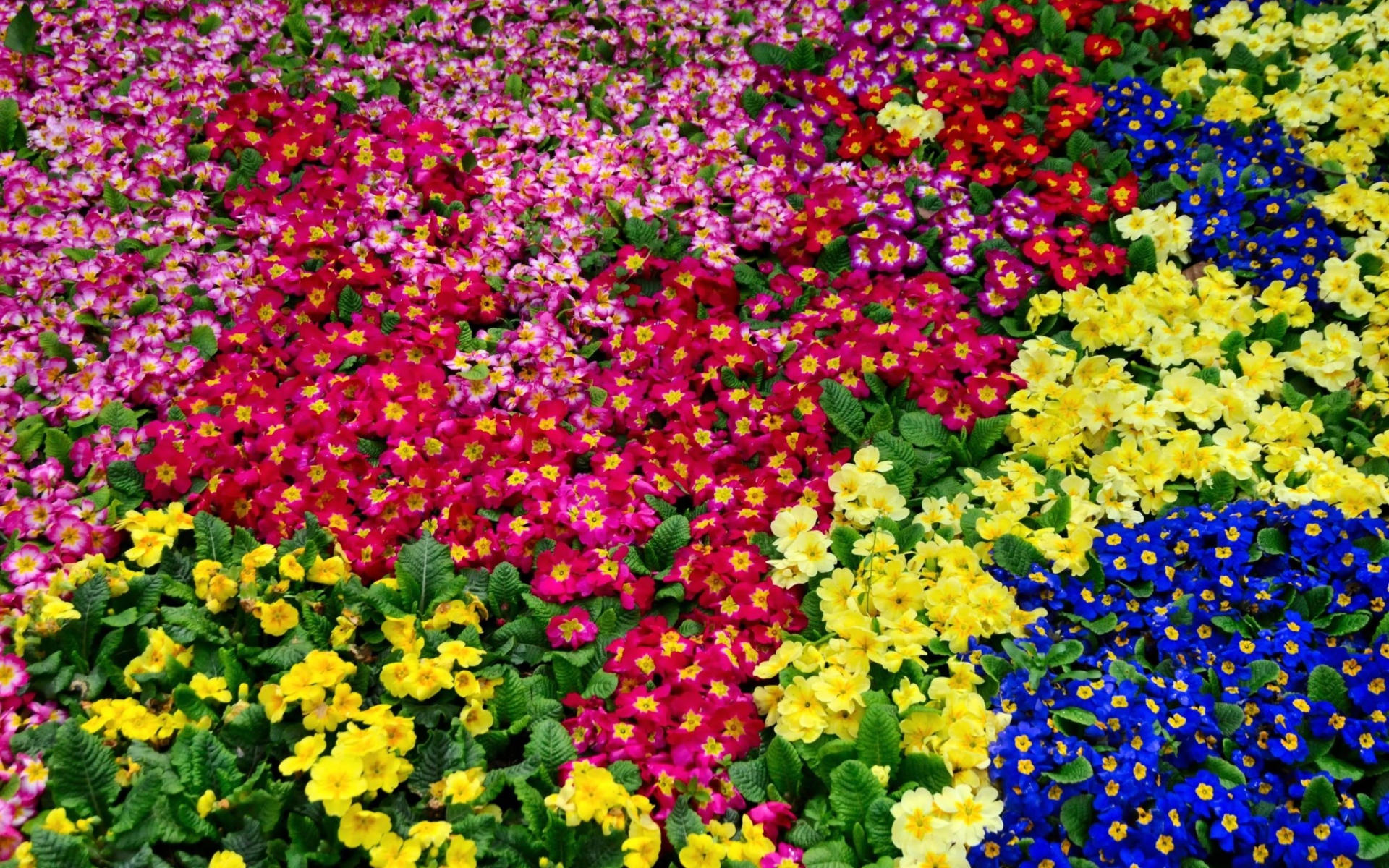 earth, primrose, colorful, flower, nature Smartphone Background