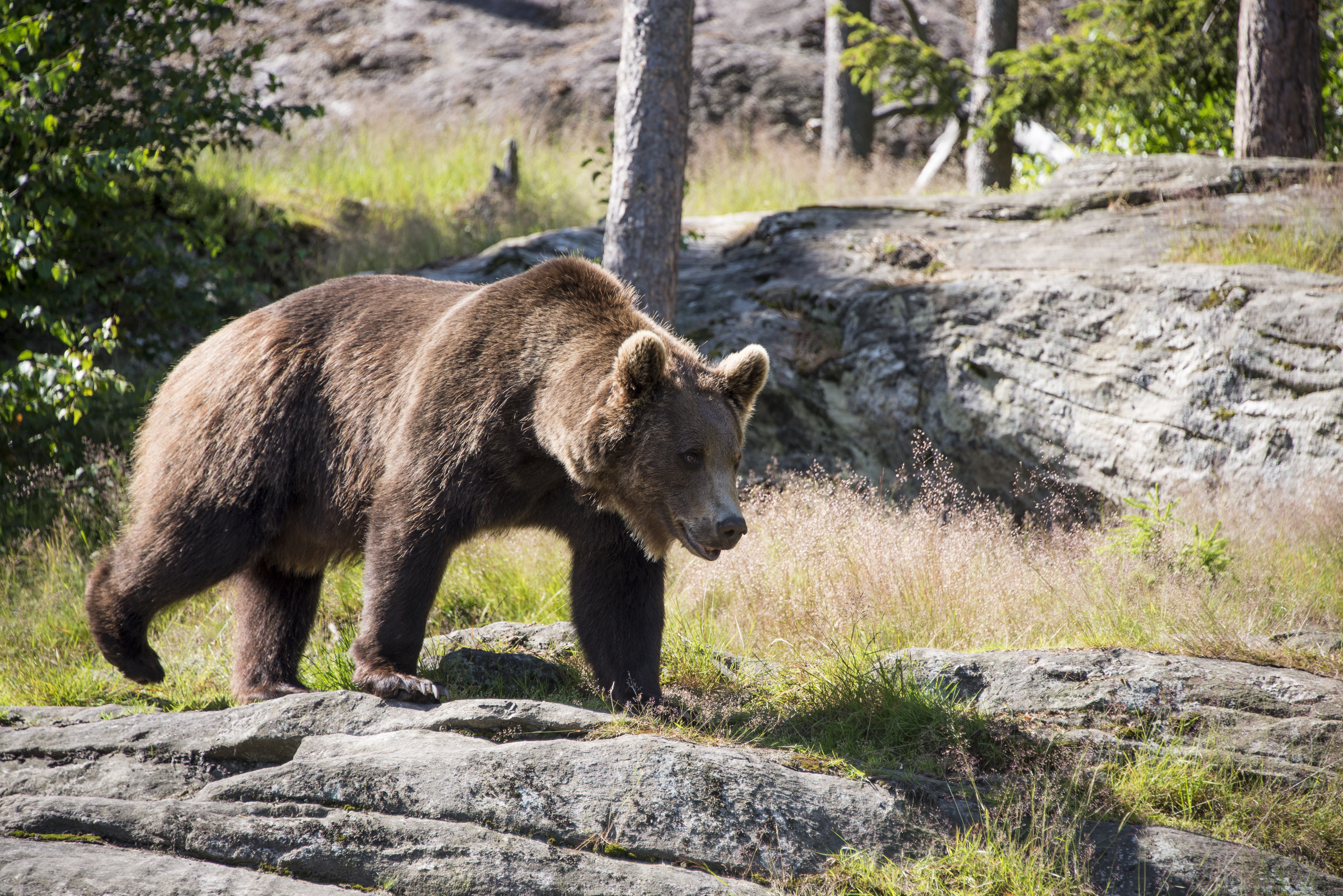 467974 descargar fondo de pantalla animales, grizzly, oso pardo, osos: protectores de pantalla e imágenes gratis