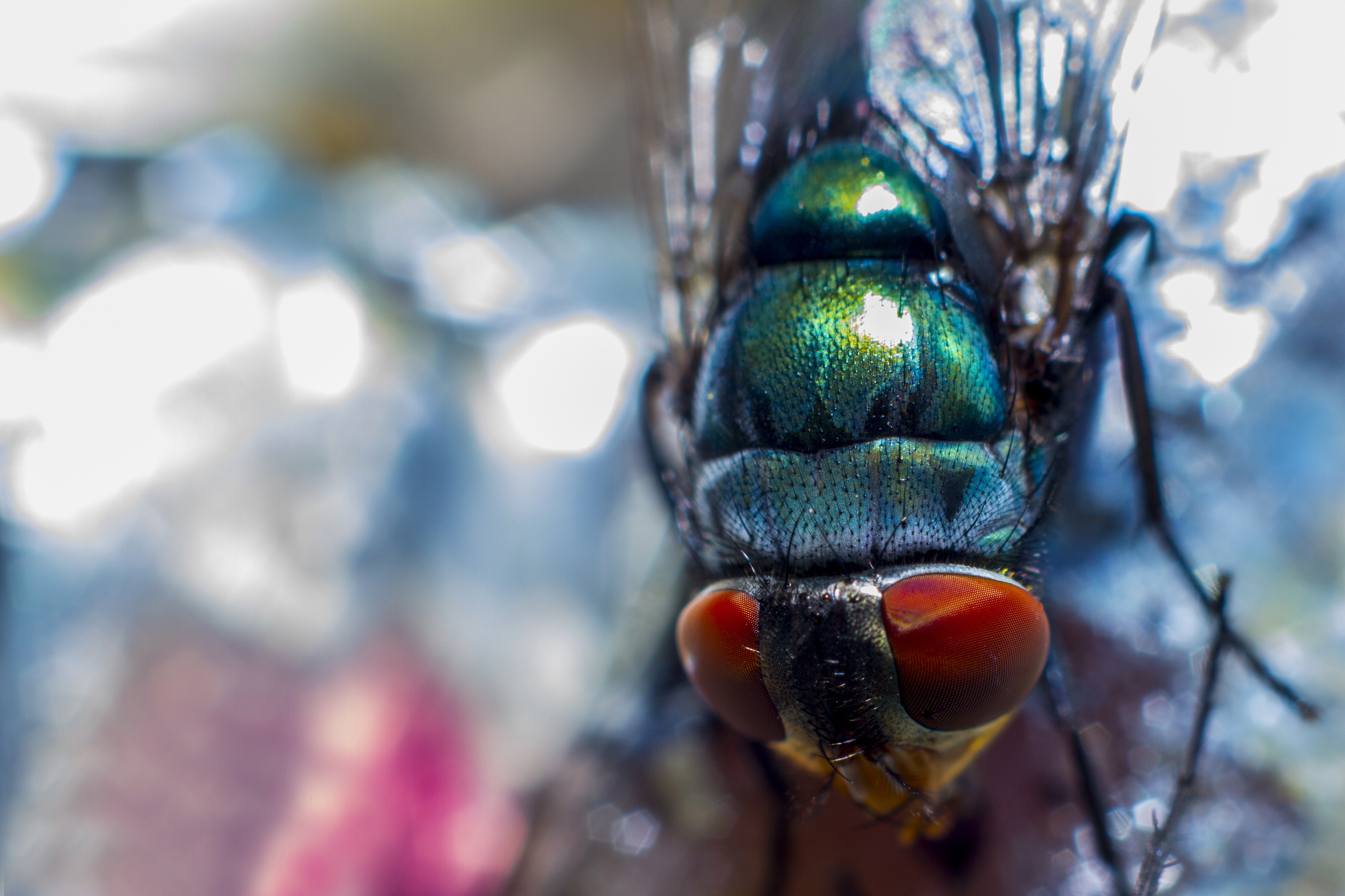 macro, eyes, close up, insect, fly