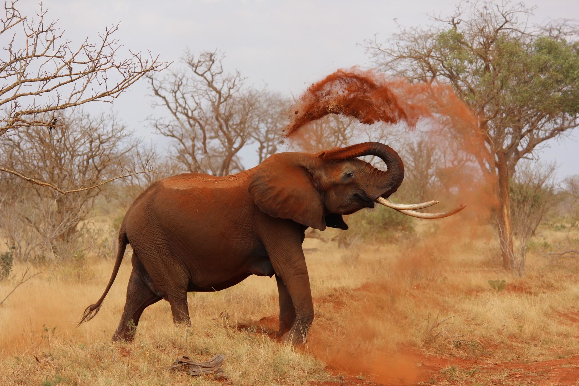 388765 Bild herunterladen tiere, afrikanischer elefant, säugetier, elefanten - Hintergrundbilder und Bildschirmschoner kostenlos