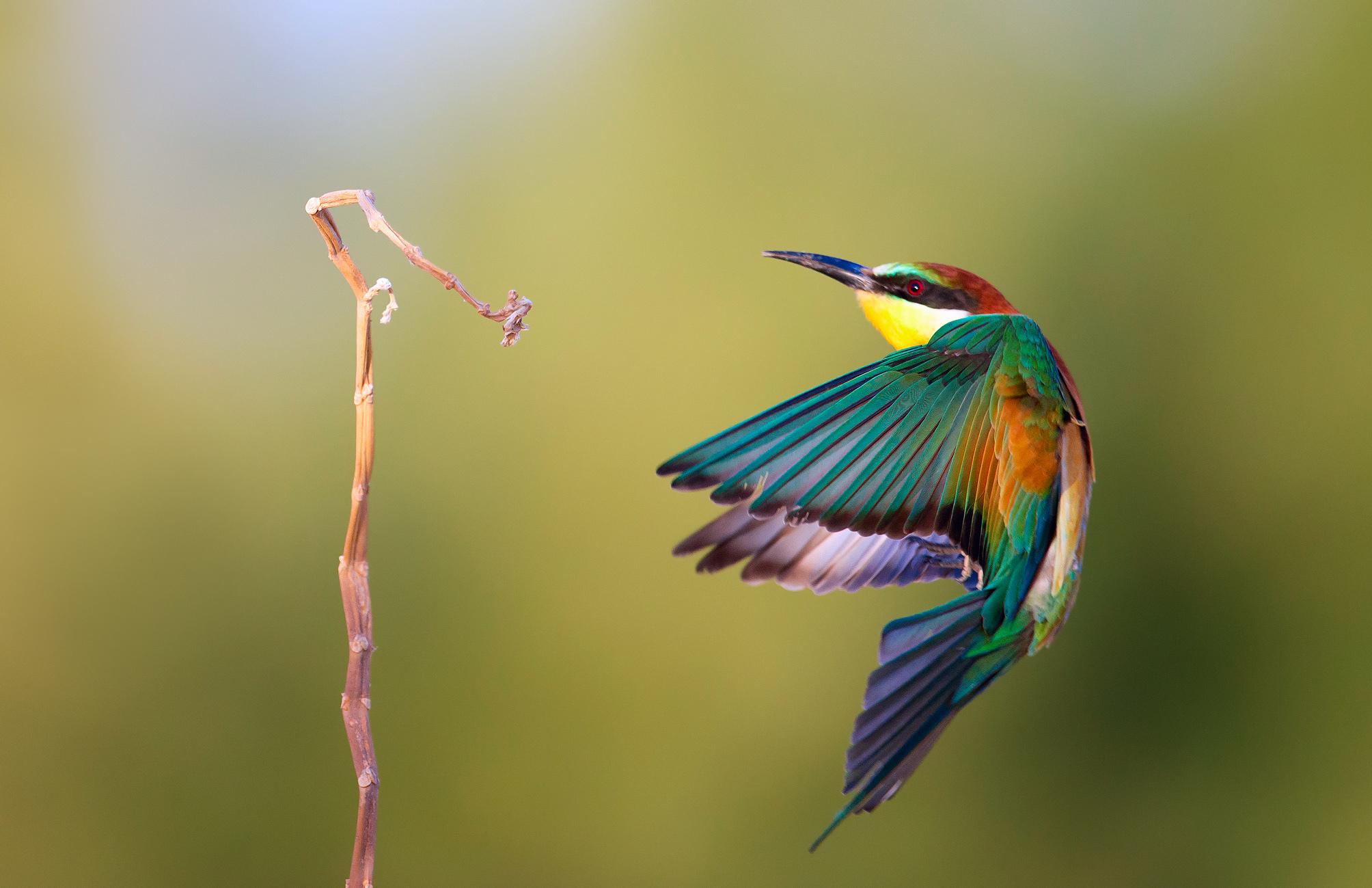 High Definition European Bee Eater background