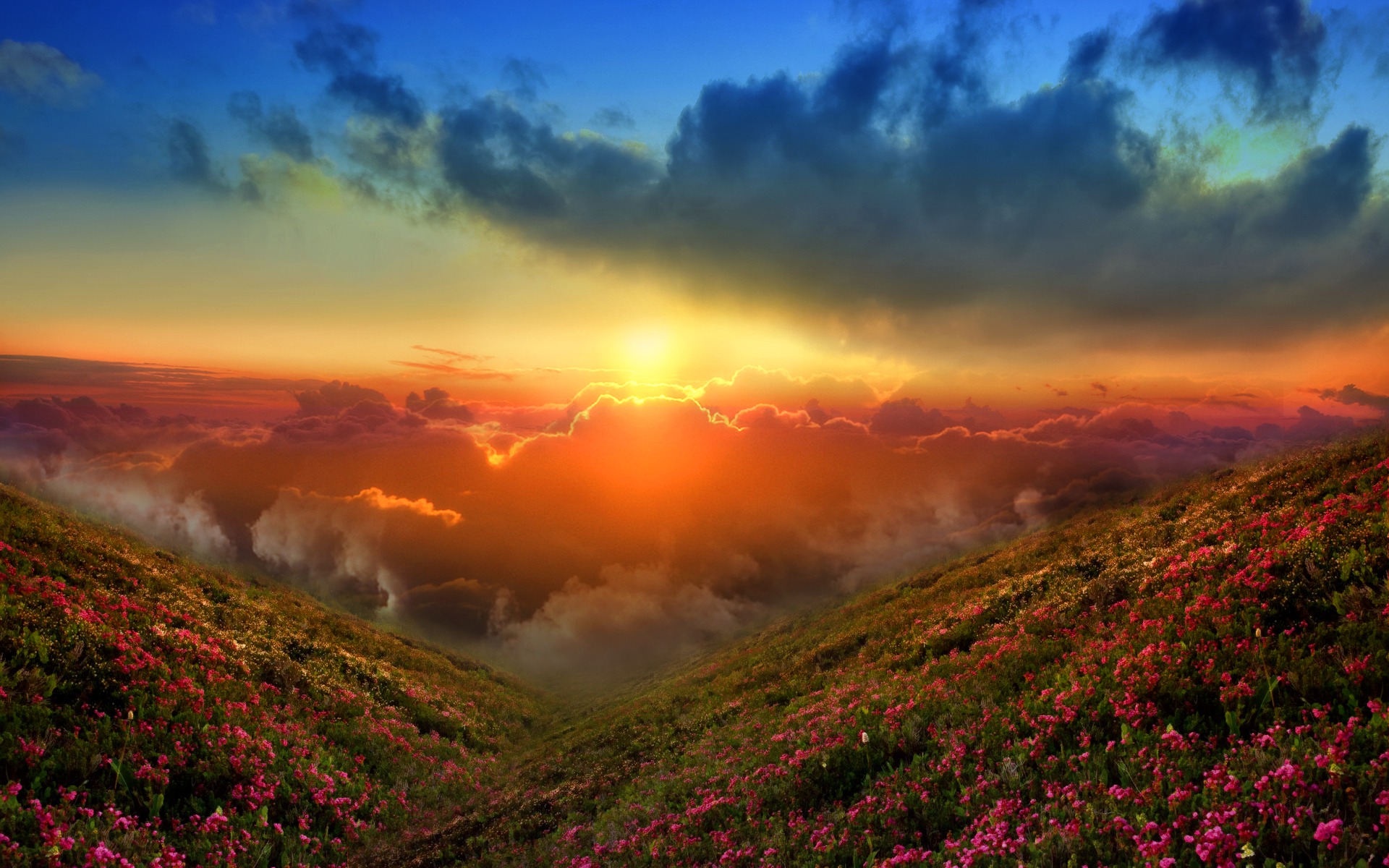 wallpapers sunrise, sunset, earth, cloud, flower, nature, panorama, scenery, scenic, sky, sun