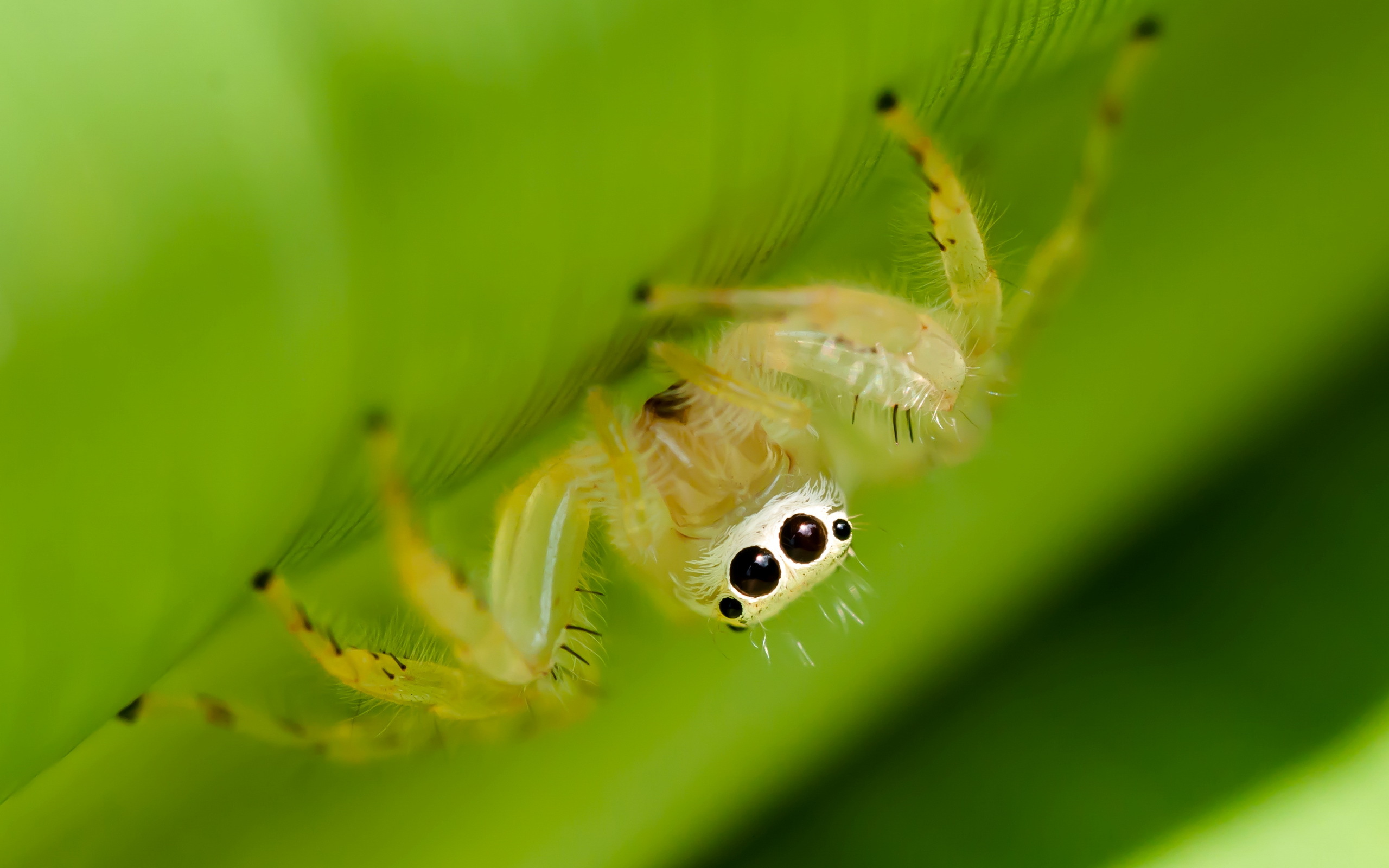 Милый паук с большими глазами