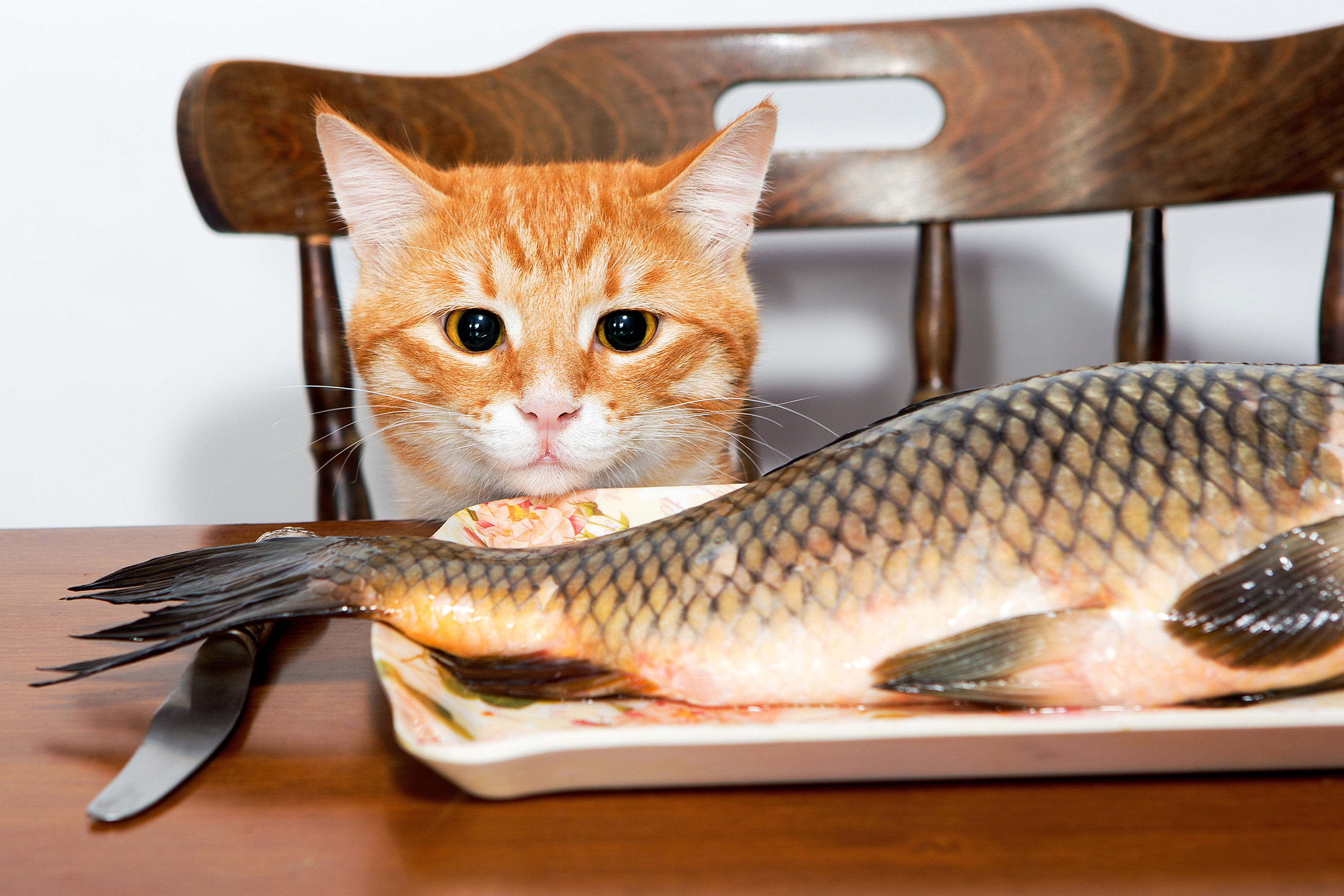 Рыба на столе