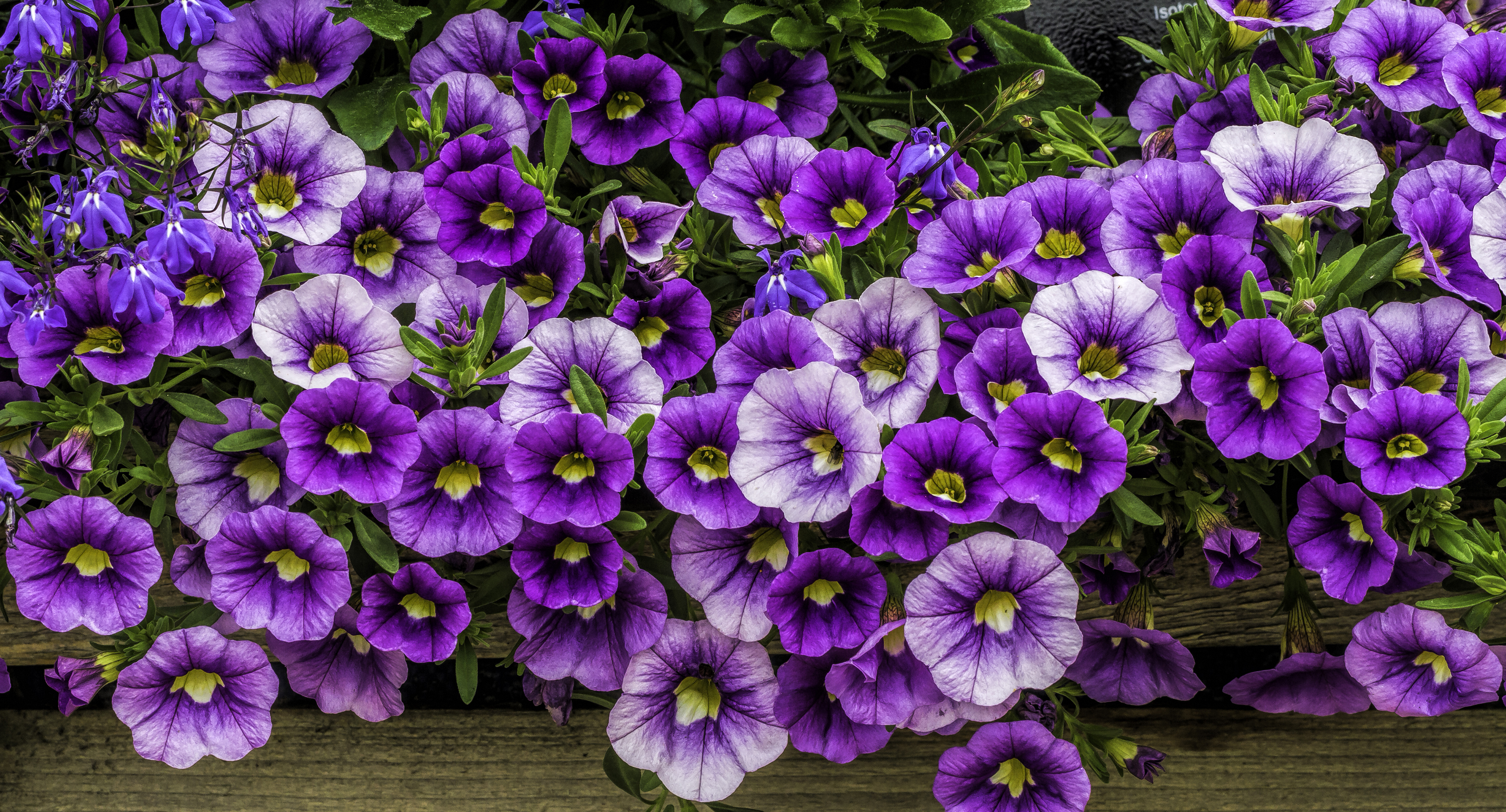 earth, petunia, flower, purple flower, flowers HD wallpaper