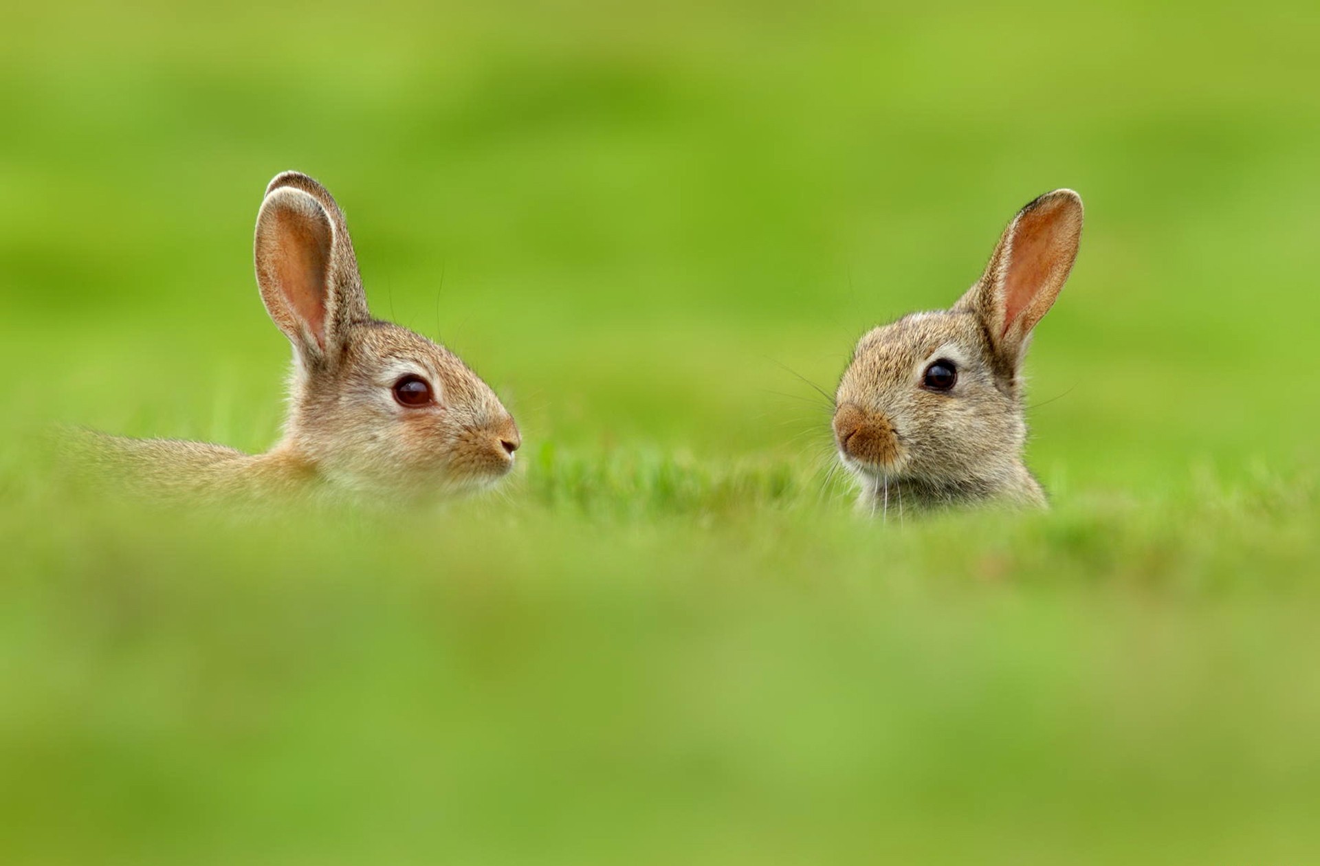 funny, animal, hare, meadow