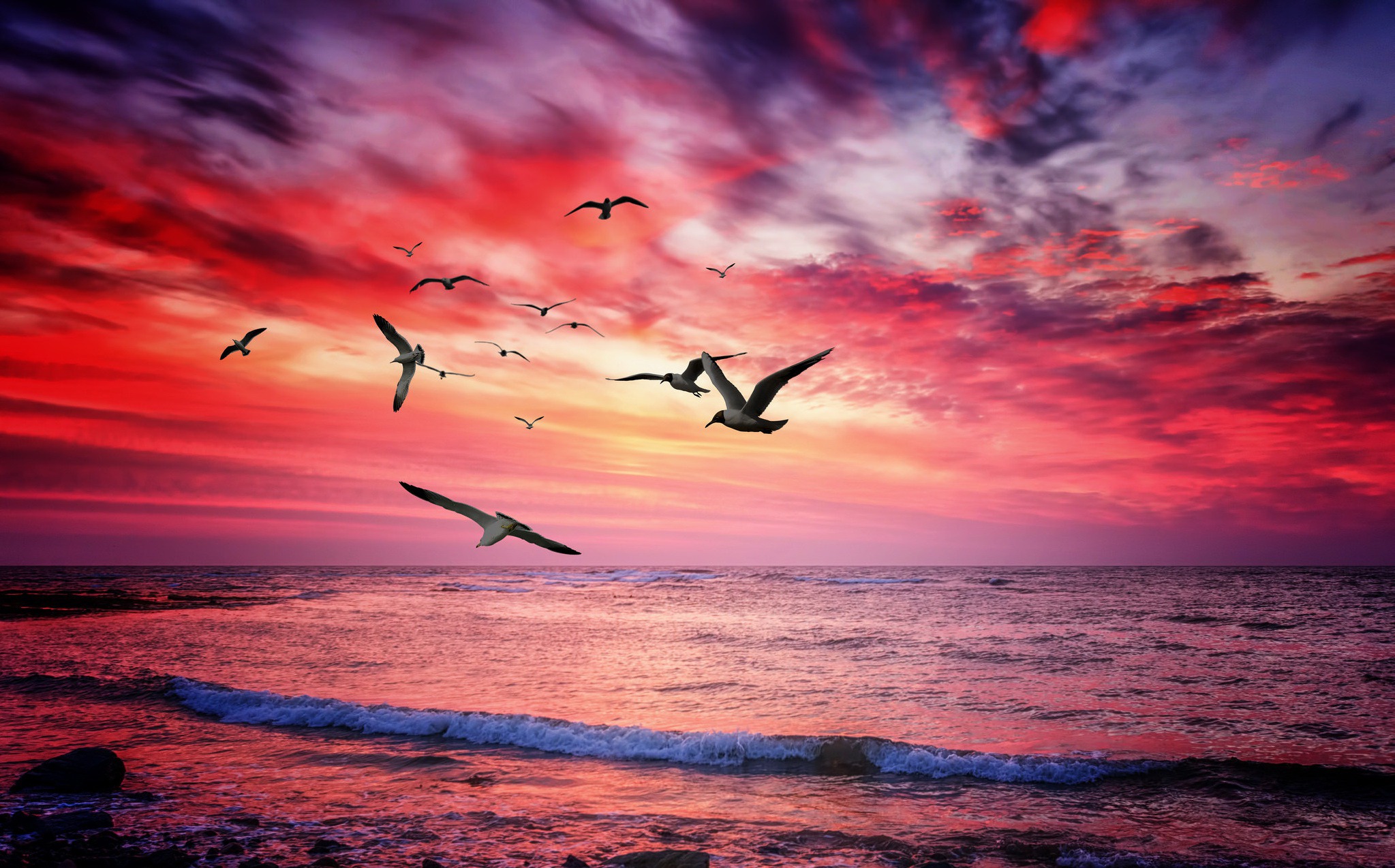 Красивый закат с птицами