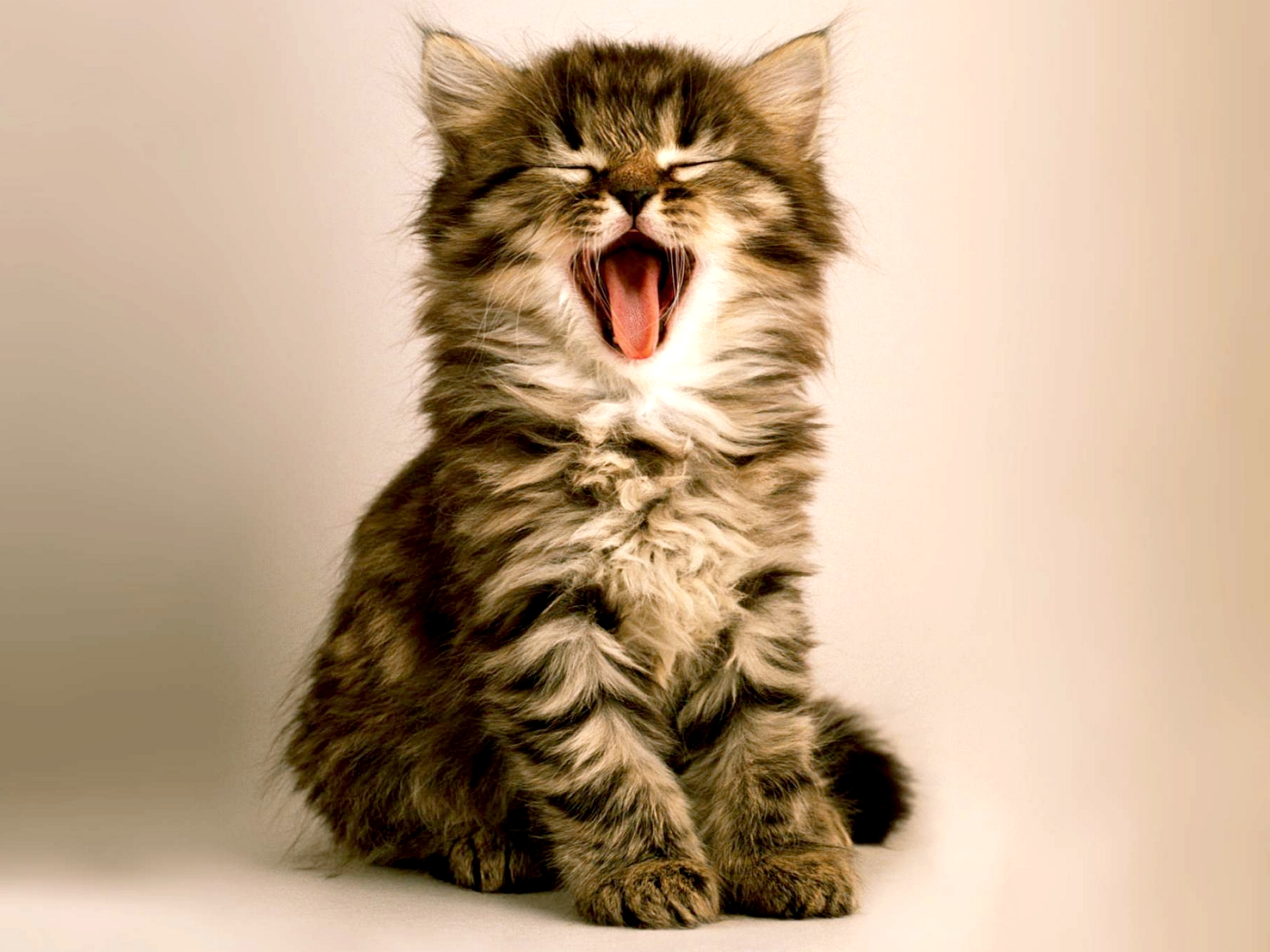 animal, cat, kitten, yawn, cats