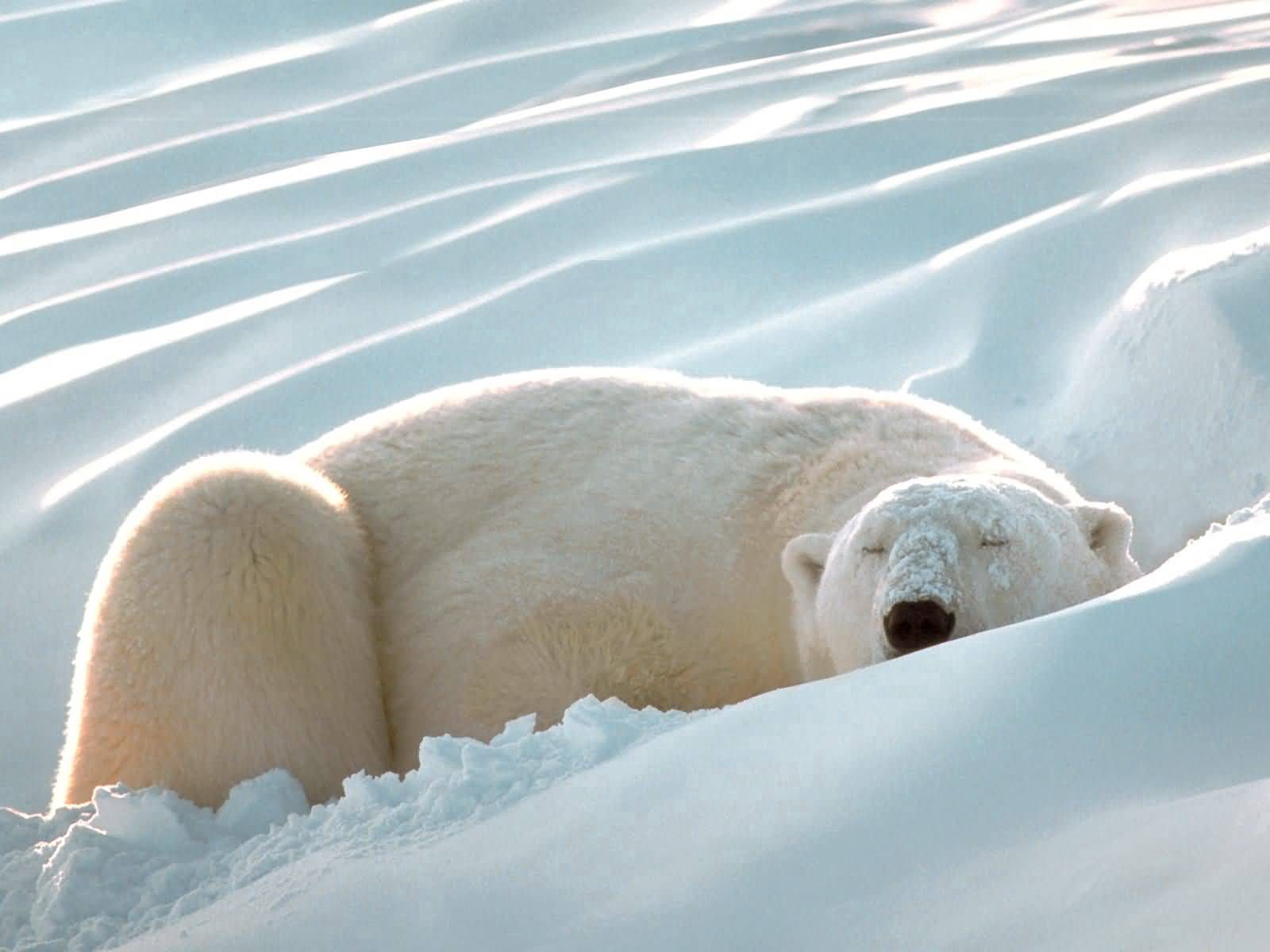 animals, snow, fat, thick, sleep, dream, polar bear