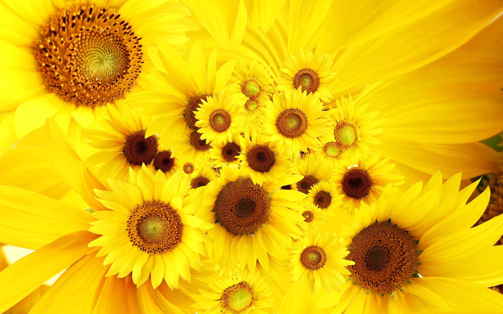 Sunflower Field Photography Sunflower At Sunset Summer Wallpaper Hd   Wallpapers13com