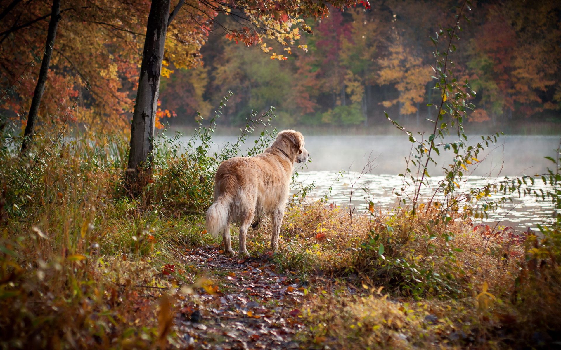 Download mobile wallpaper Grass, Stroll, Dog, Rivers, Animals for free.