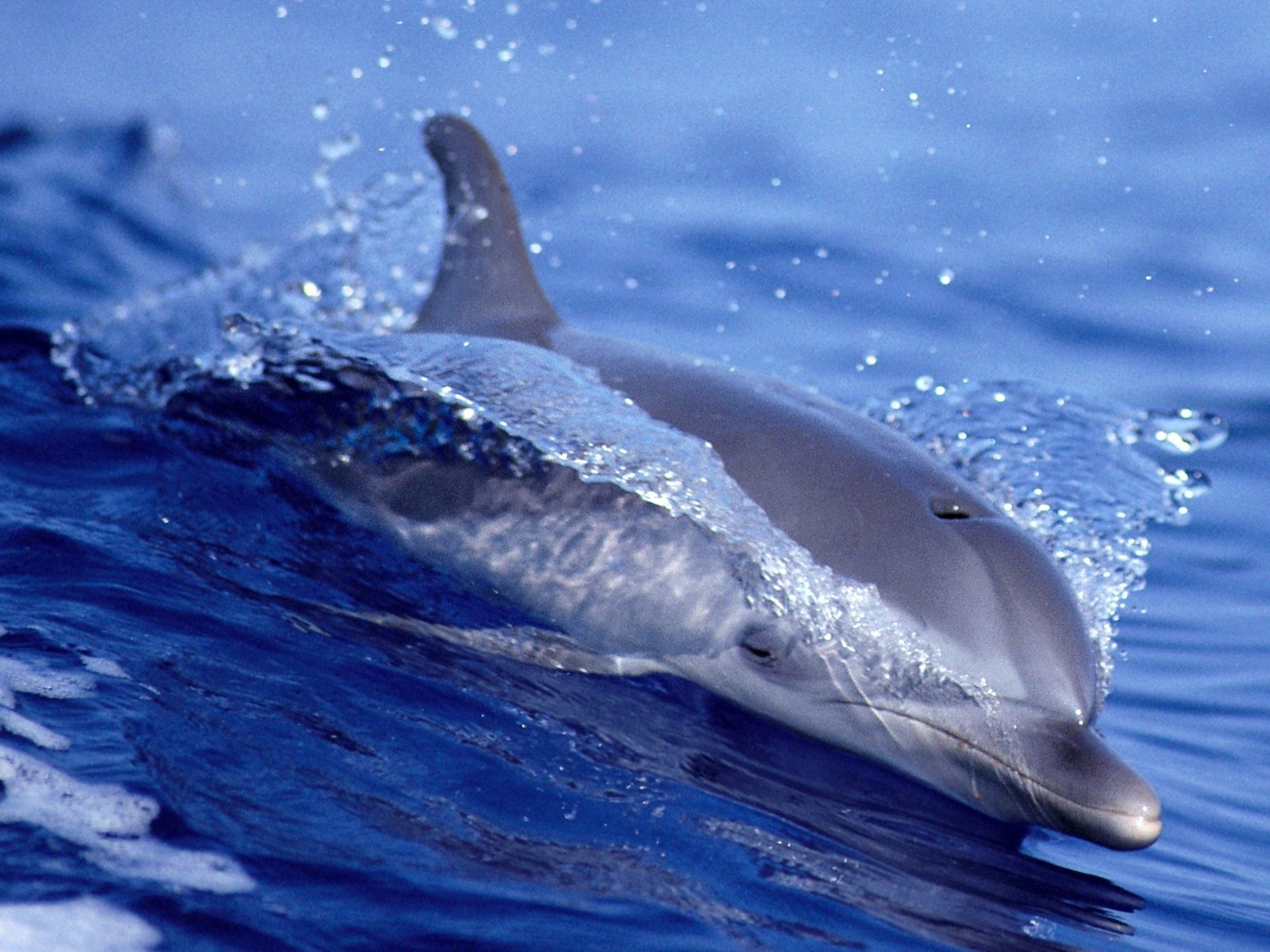 Download mobile wallpaper Dolfins, Animals, Water, Fishes for free.