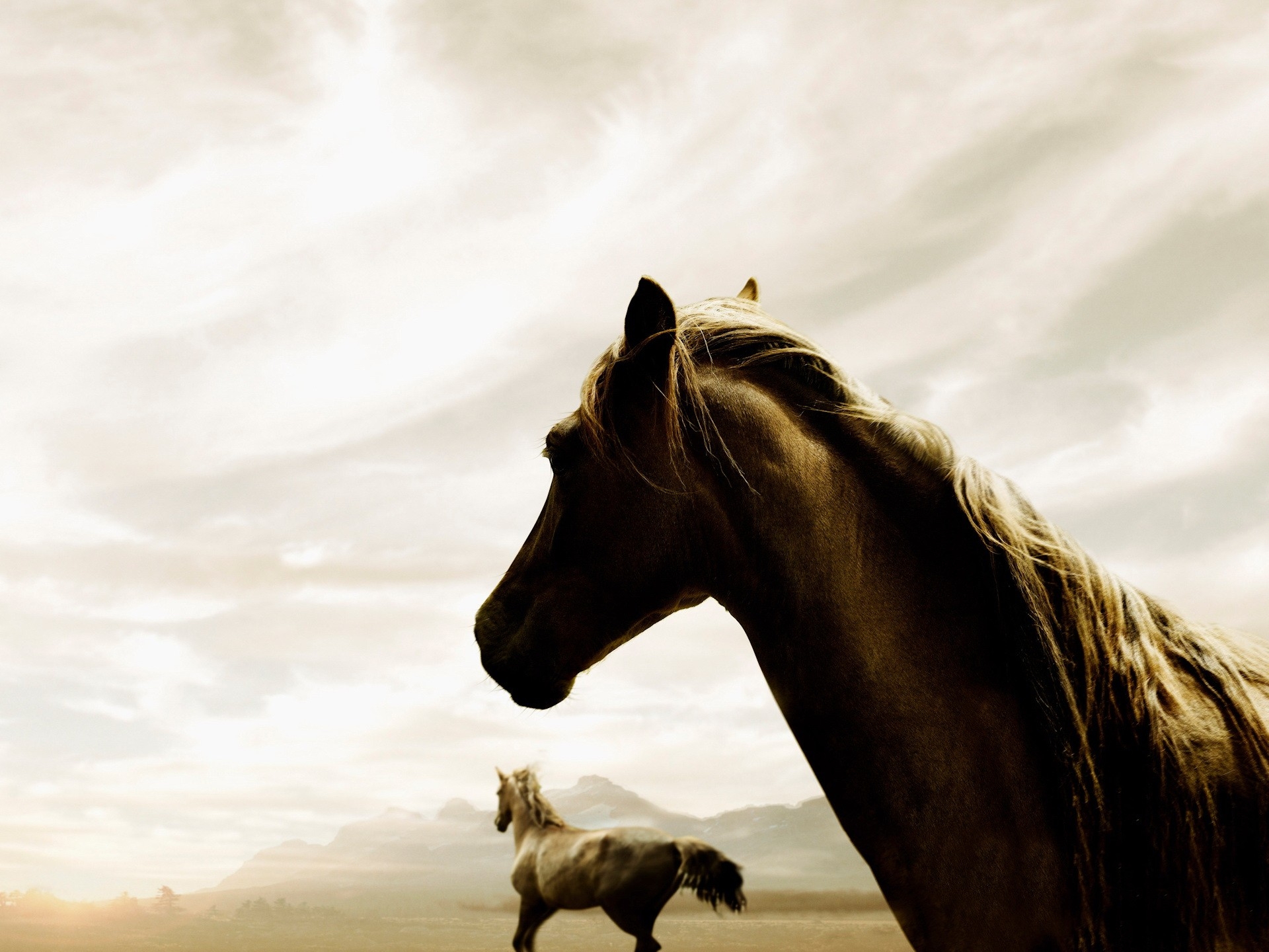 Laden Sie das Ausgeführte, Tiere, Sky, Paar, Pferd, Lauf-Bild kostenlos auf Ihren PC-Desktop herunter