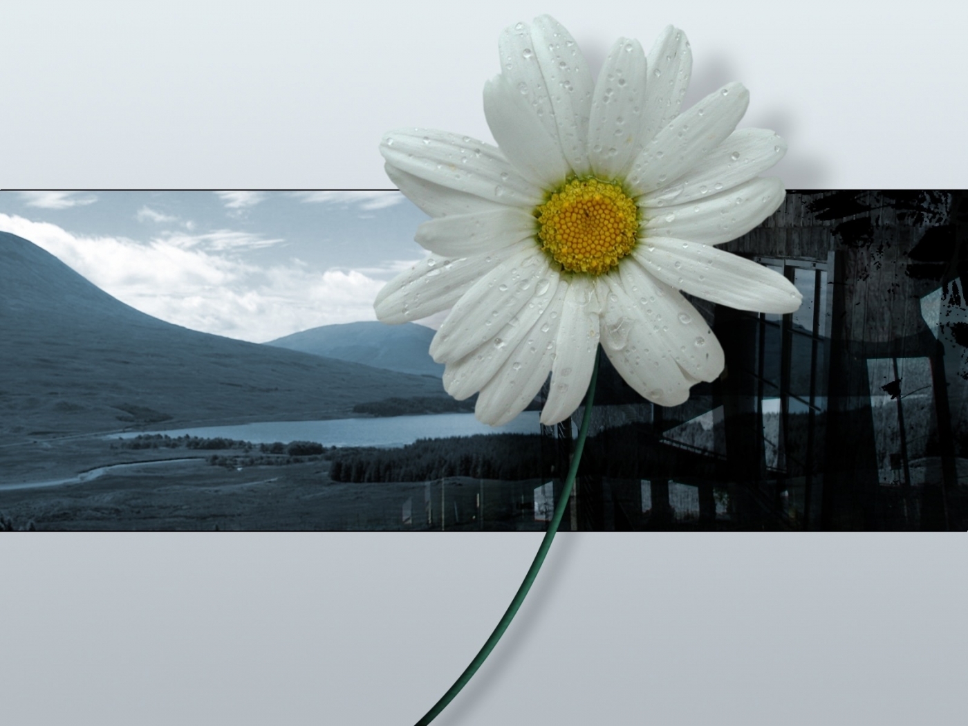 免费下载植物, 花卉手机壁纸。