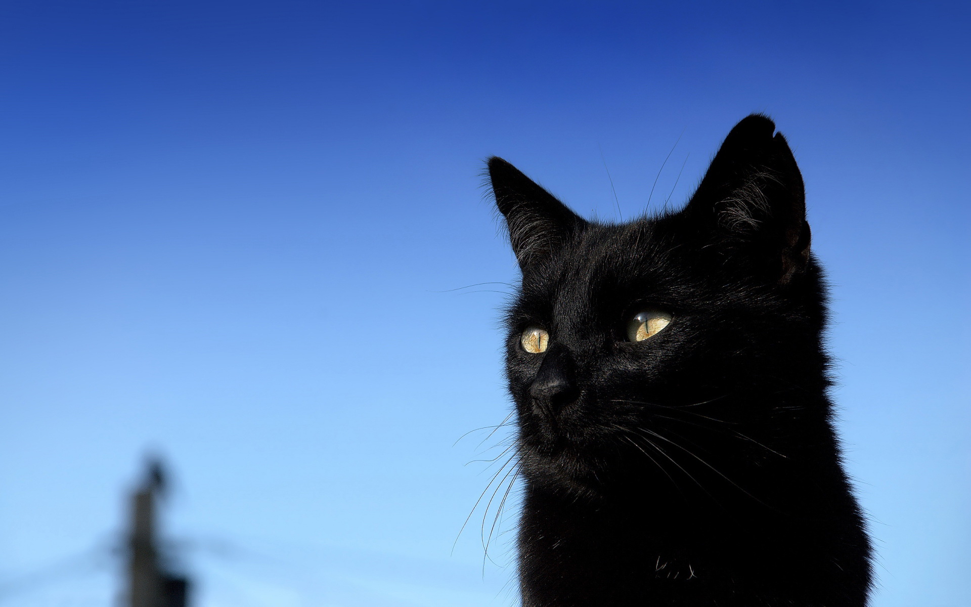 Бомбейская кошка черно белая