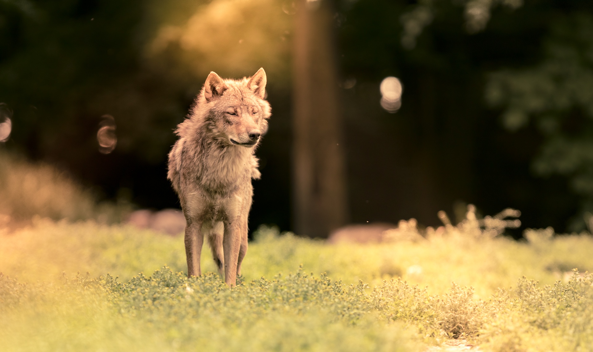 Download mobile wallpaper Wolf, Animal, Sunbeam, Depth Of Field, Wolves for free.