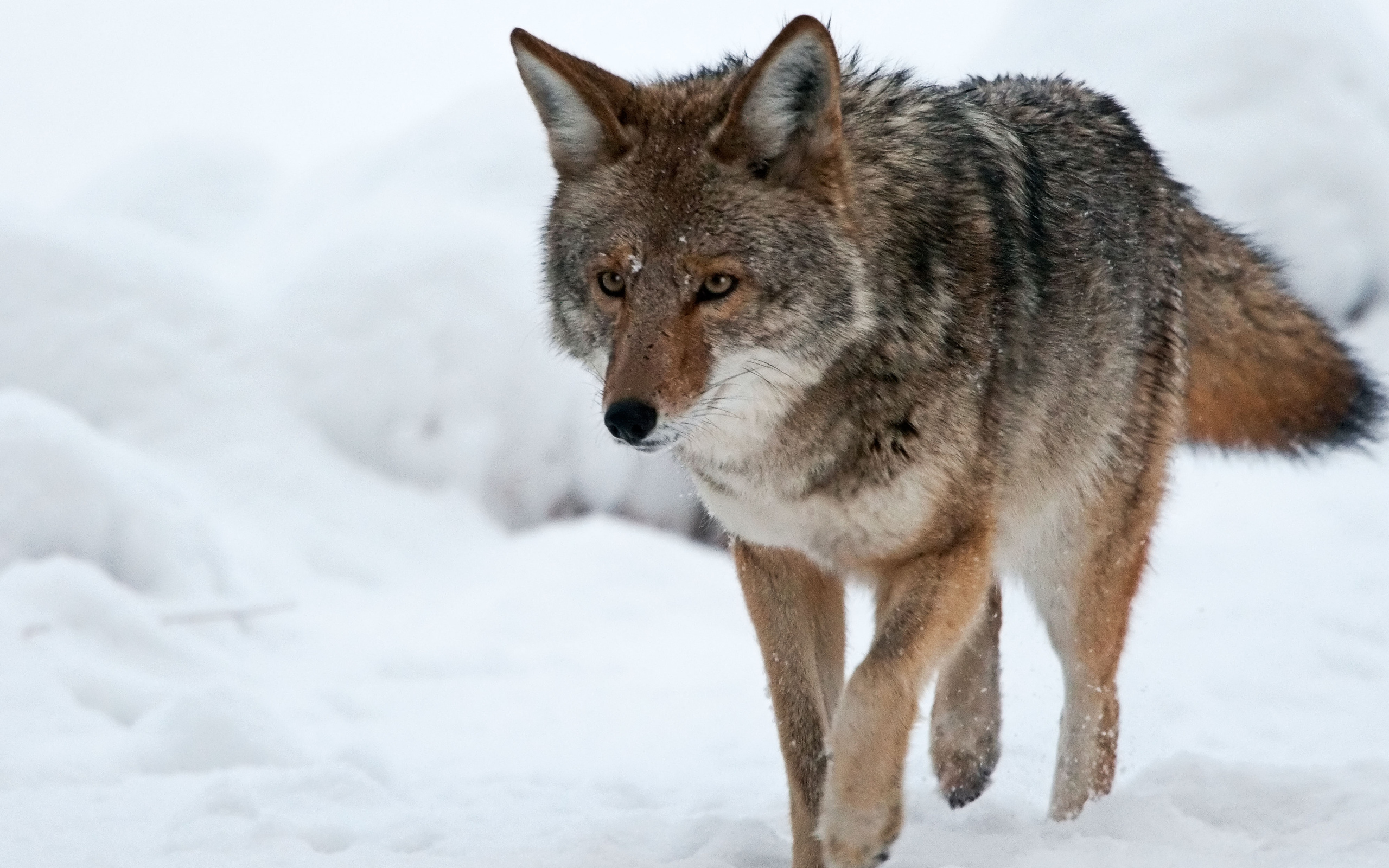 1466353 télécharger l'image animaux, coyote - fonds d'écran et économiseurs d'écran gratuits