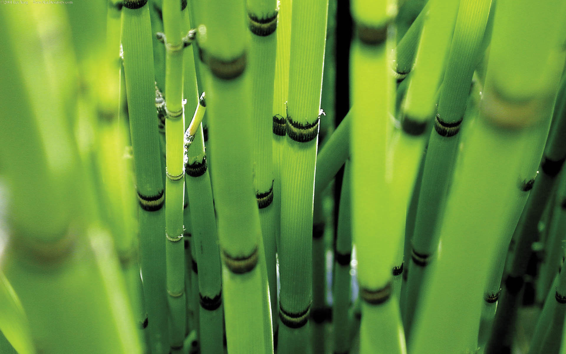 earth, bamboo, green