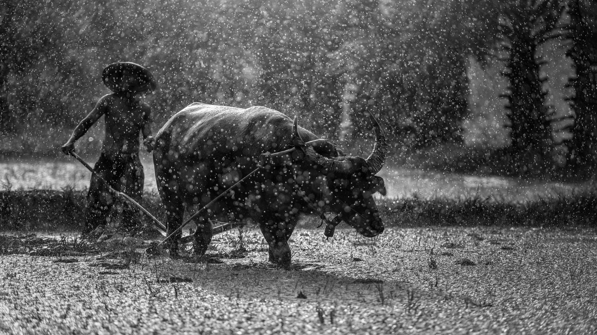 866977 скачать картинку дождь, фотографии, черно белый, бык, мьянма - обои и заставки бесплатно