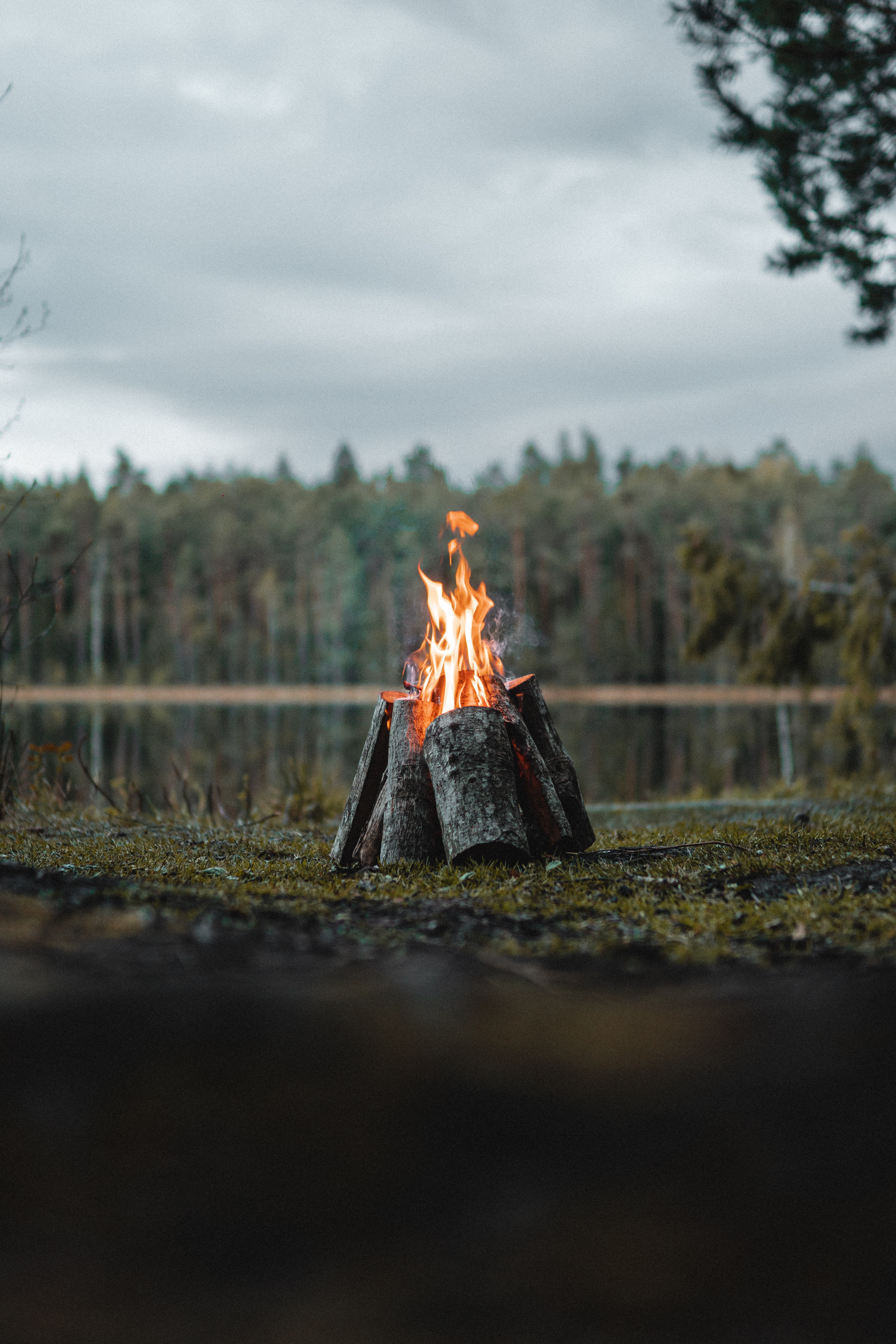 miscellanea, bonfire, fire, flame, miscellaneous, forest, logs HD wallpaper