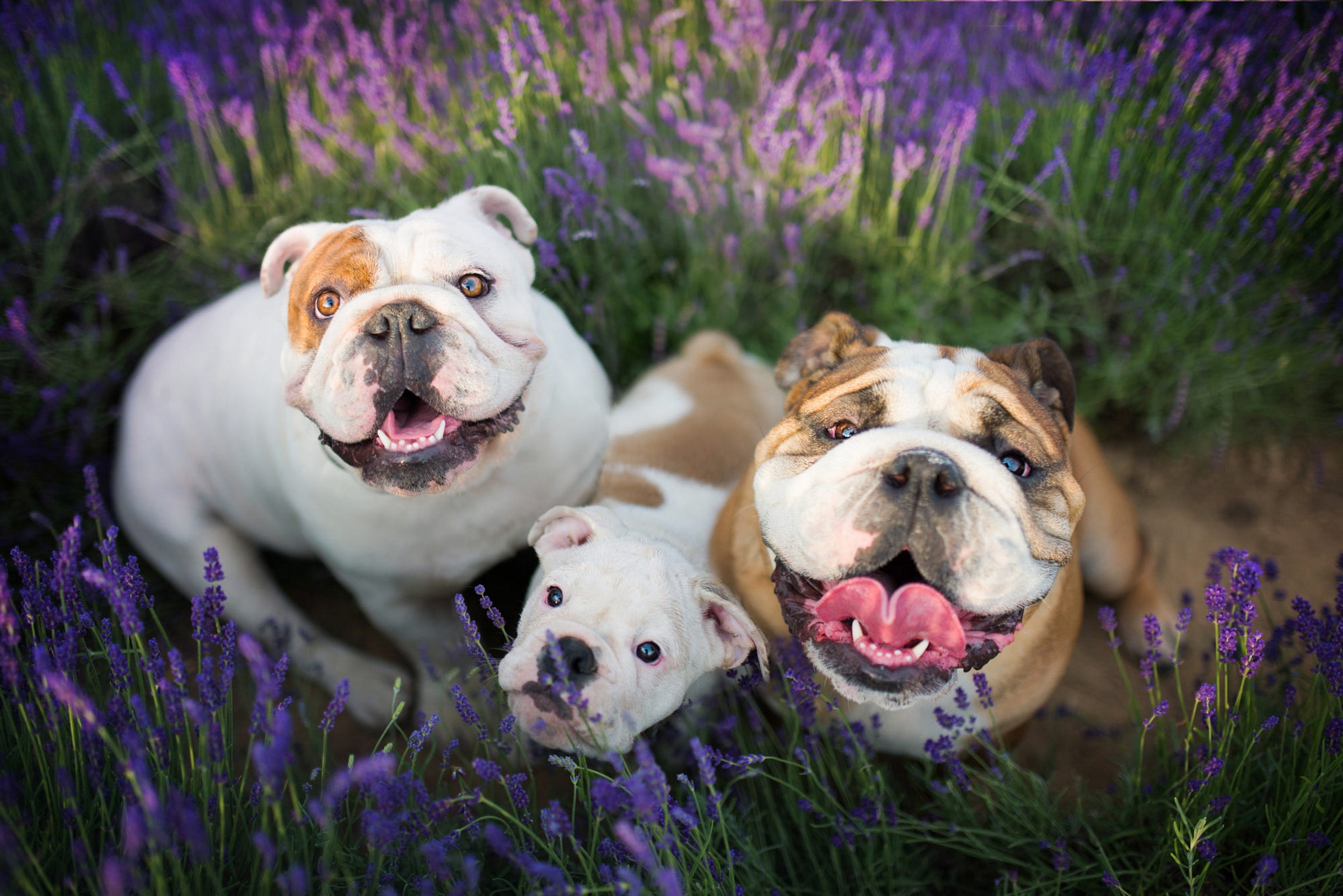english bulldog, animal, dog, purple flower, dogs