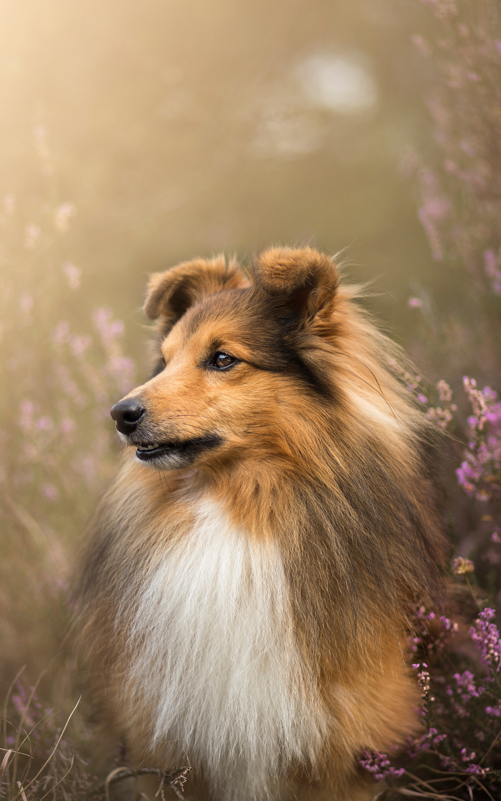 Shetland Sheepdog HD Wallpapers 79378 - Baltana