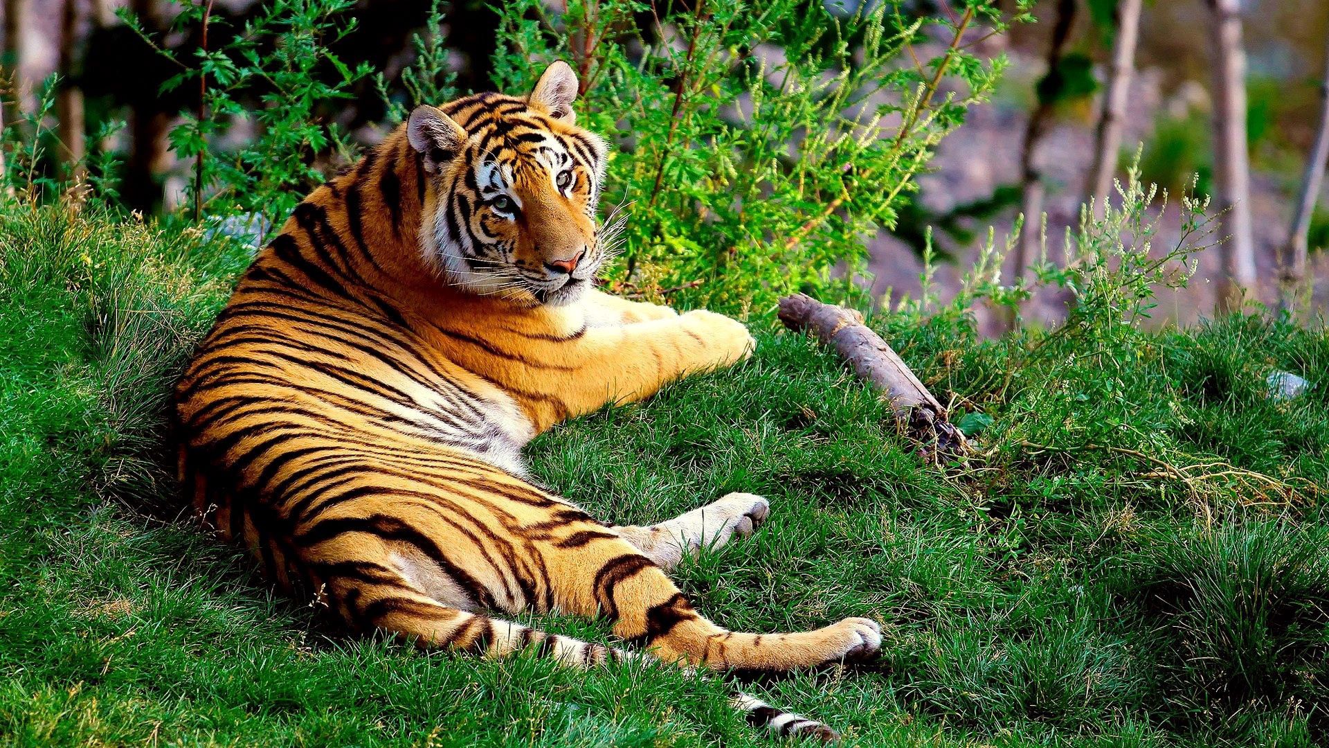 Download mobile wallpaper Lie, To Lie Down, Animals, Grass, Forest, Big Cat, Tiger for free.