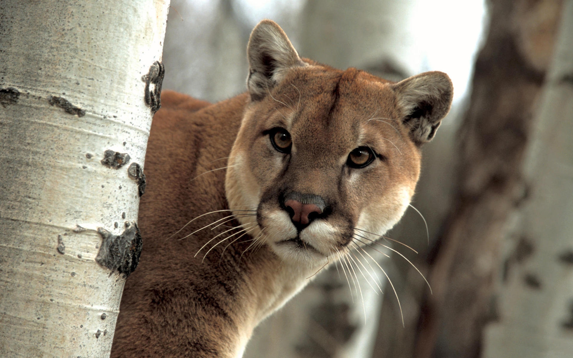 262811 Hintergrundbild herunterladen tiere, jaguar, birken, gesicht, katzen - Bildschirmschoner und Bilder kostenlos