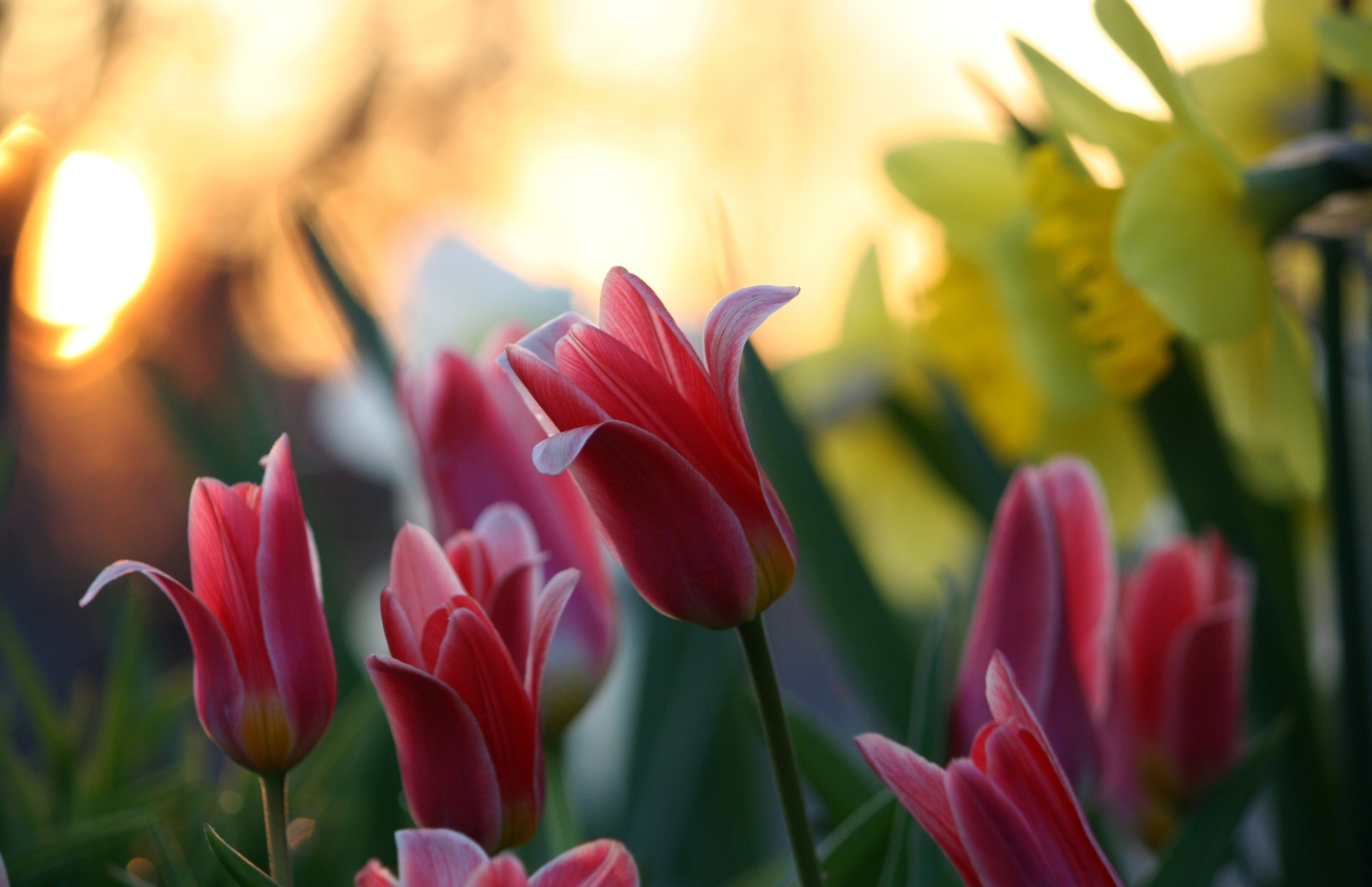 127930 descargar imagen flores, tulipanes, verduras, narcisos, destello, deslumbramiento, de cerca, primer plano: fondos de pantalla y protectores de pantalla gratis