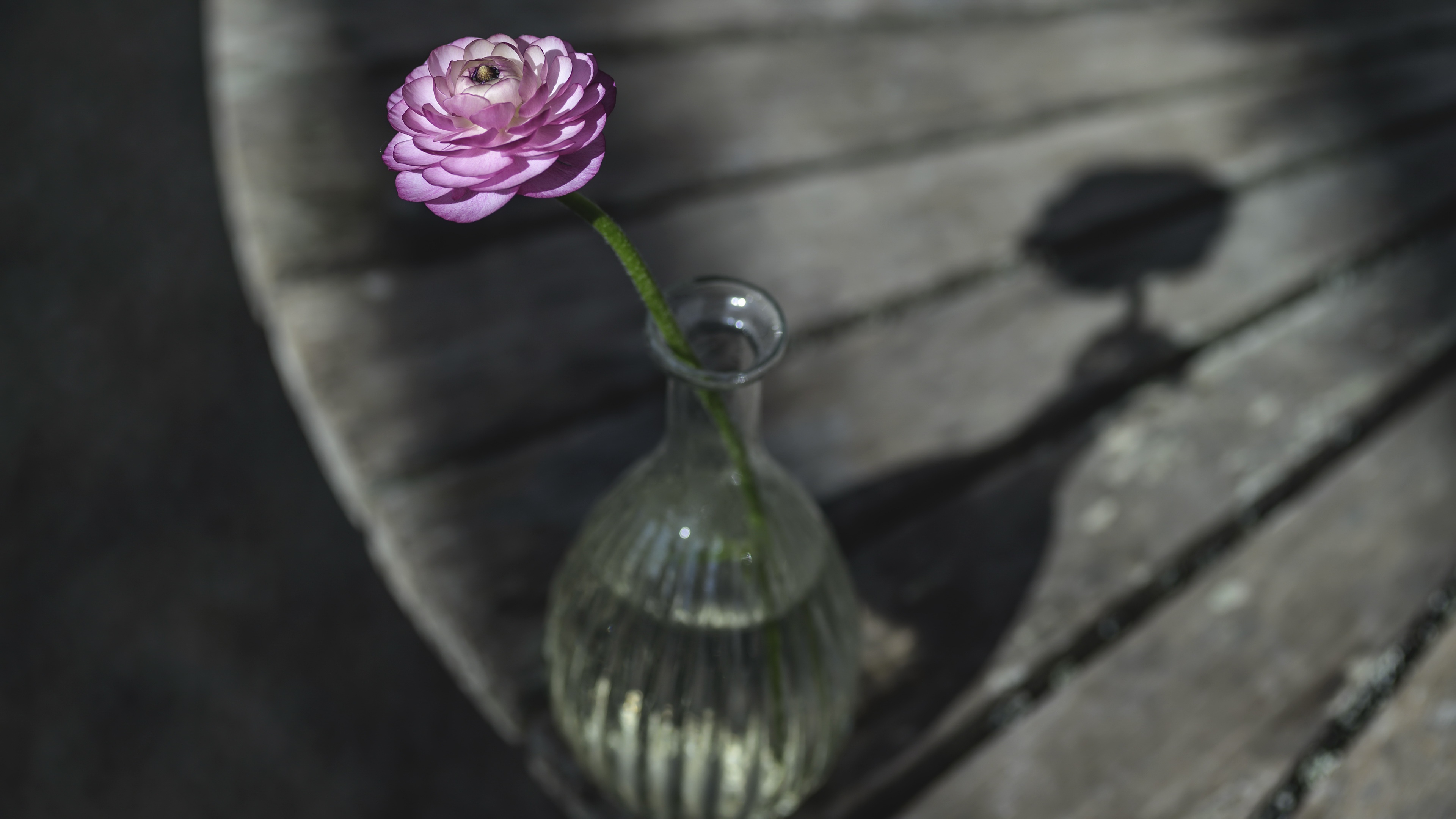 1920 x 1080 picture man made, flower, buttercup, vase