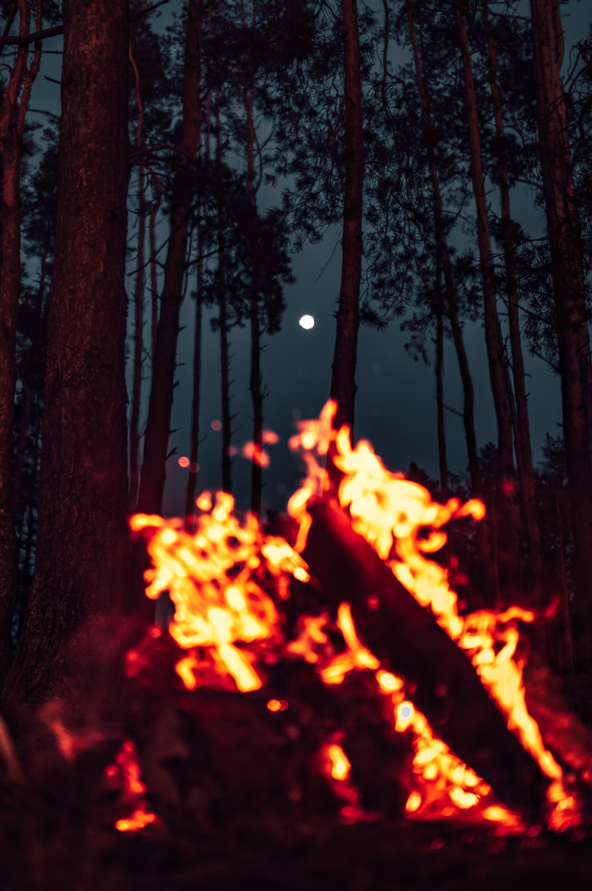 sparks, bonfire, nature, moon, forest UHD