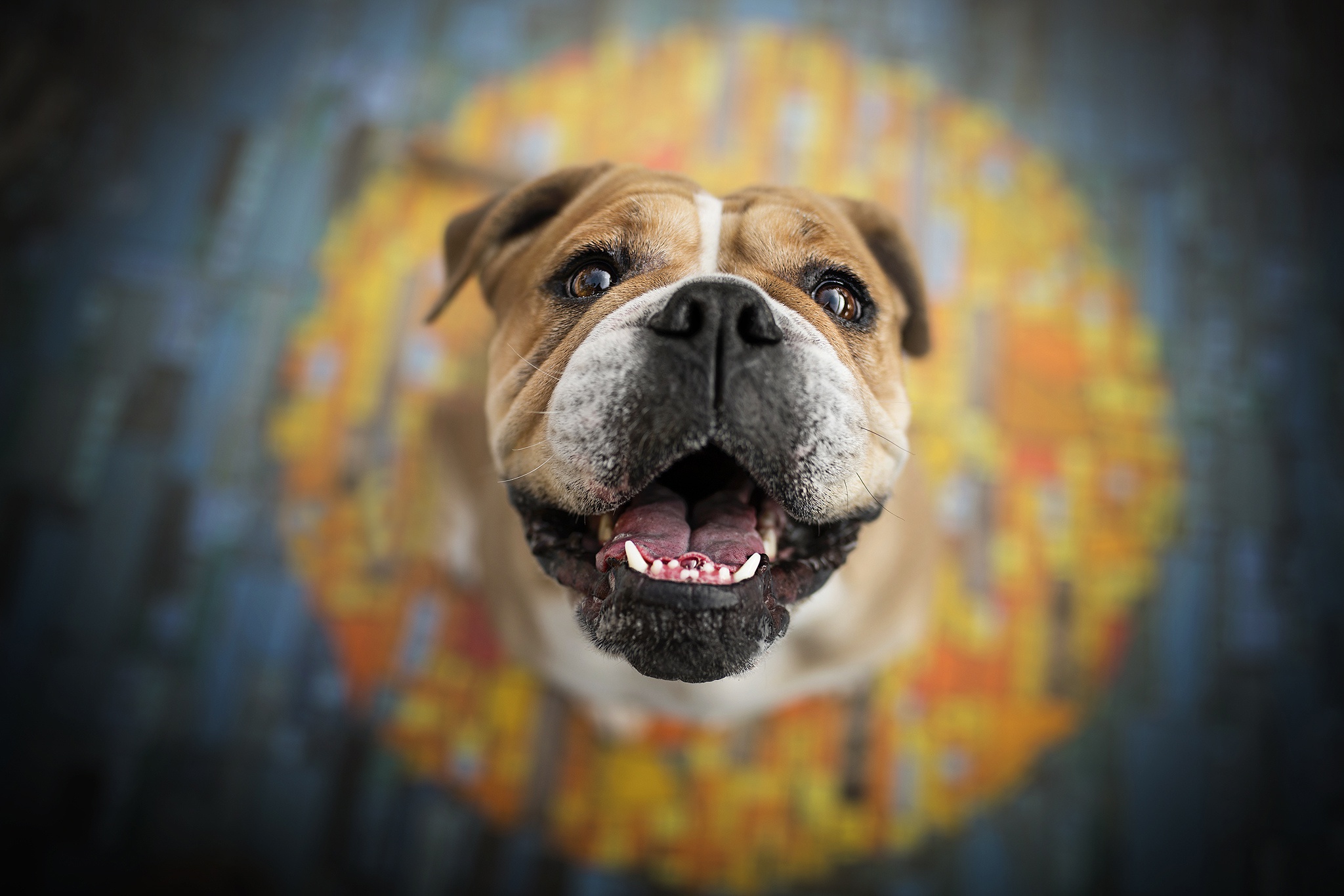 431062 Hintergrundbild herunterladen tiere, englische bulldogge, hund, hunde - Bildschirmschoner und Bilder kostenlos