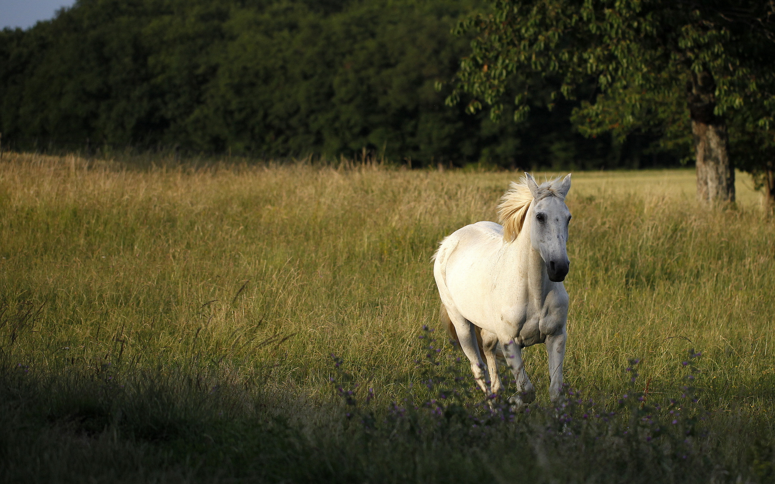 Белая лошадь в траве