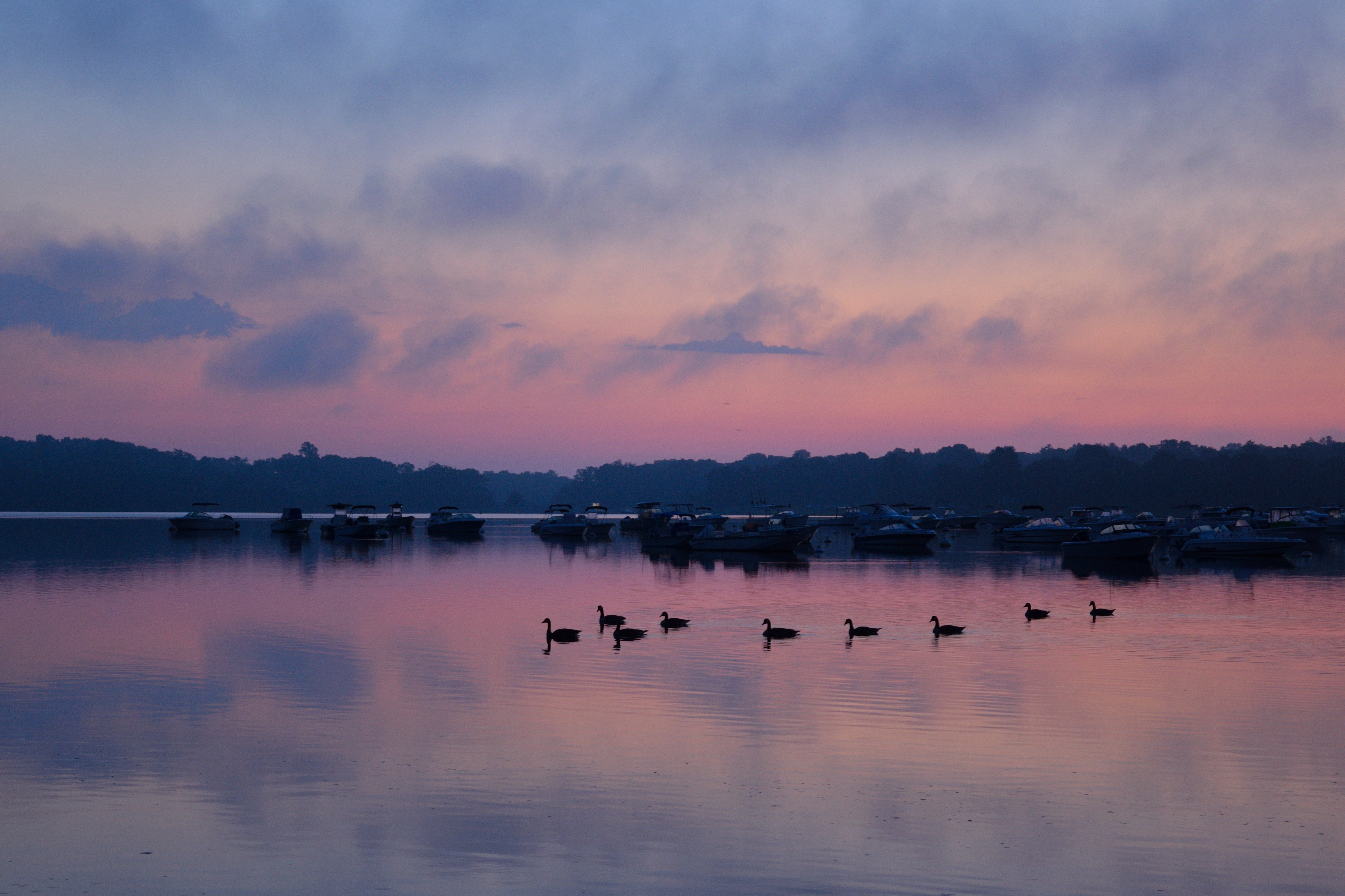 swans, birds, trees, nature, sky, twilight, lake, dusk HD wallpaper