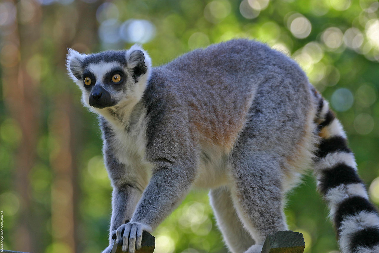 1514588 Bild herunterladen tiere, lemur - Hintergrundbilder und Bildschirmschoner kostenlos