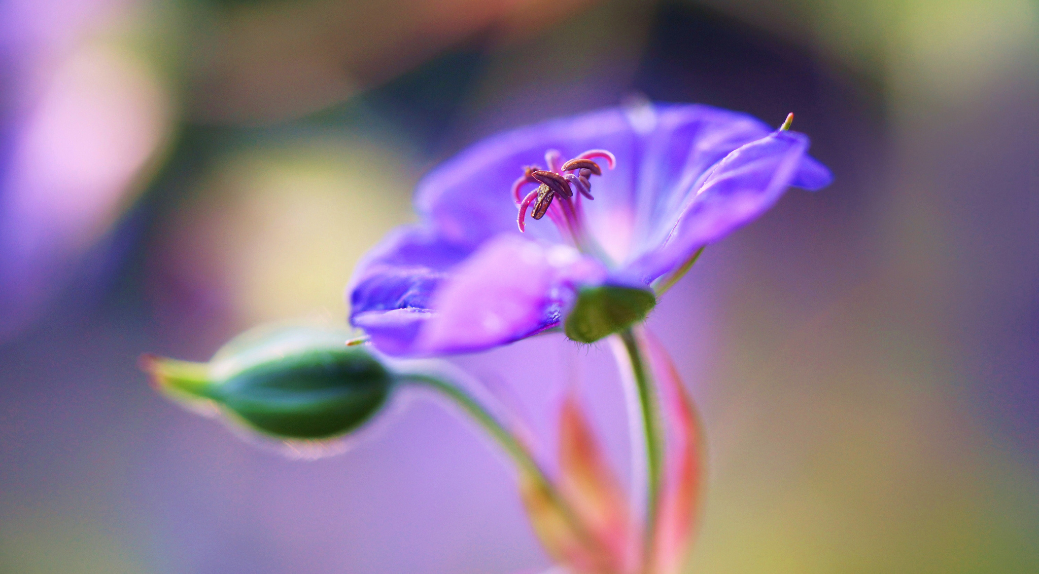 macro, earth, geranium, flower, nature, purple flower, flowers Full HD