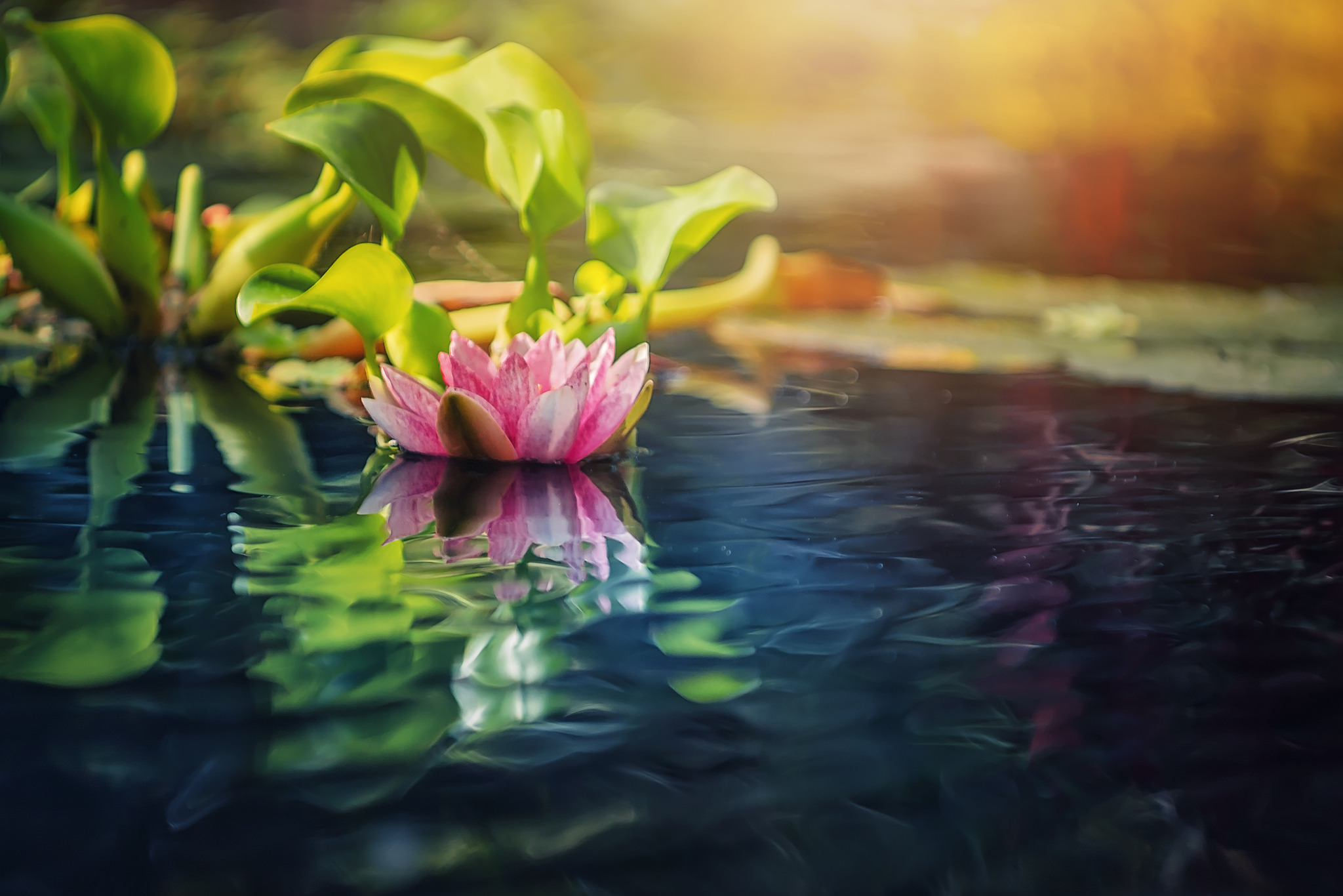 фото лотоса цветка на воде
