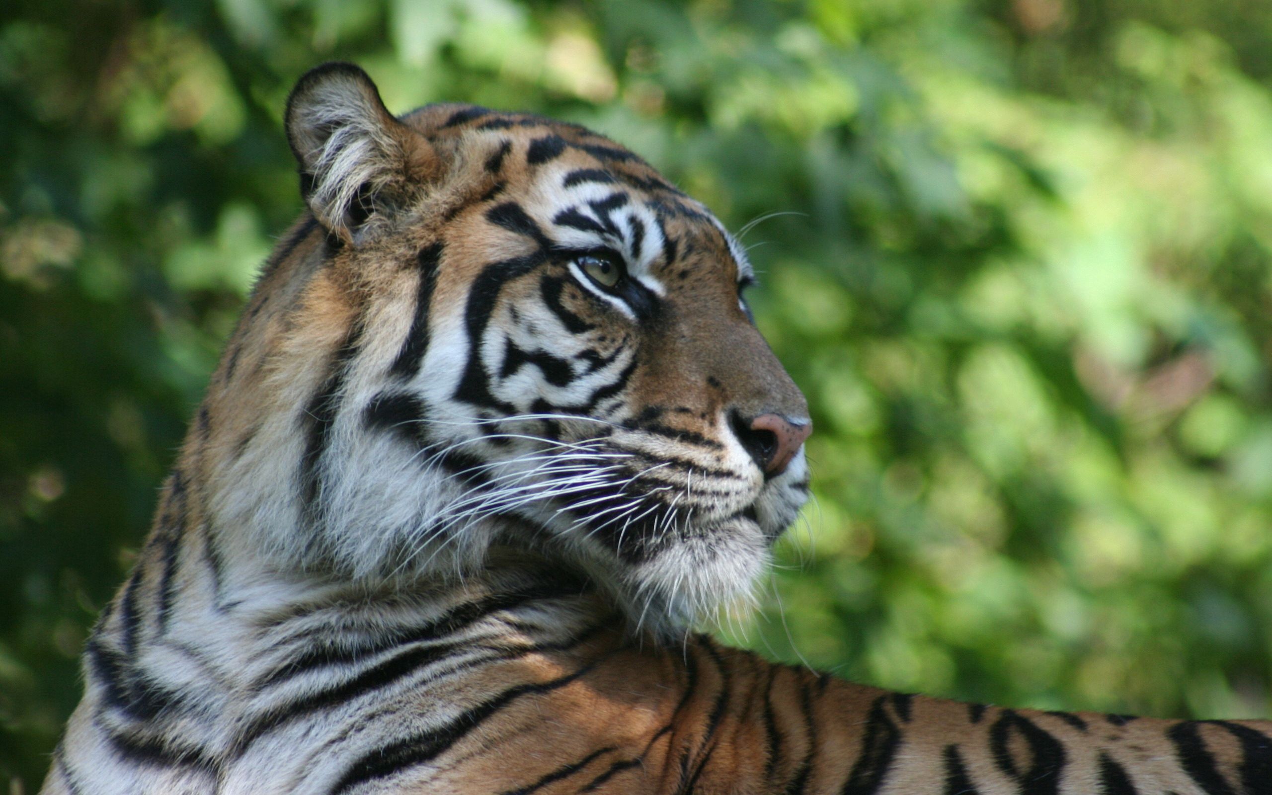 128152 descargar imagen animales, bozal, depredador, gato grande, tigre, perfil: fondos de pantalla y protectores de pantalla gratis
